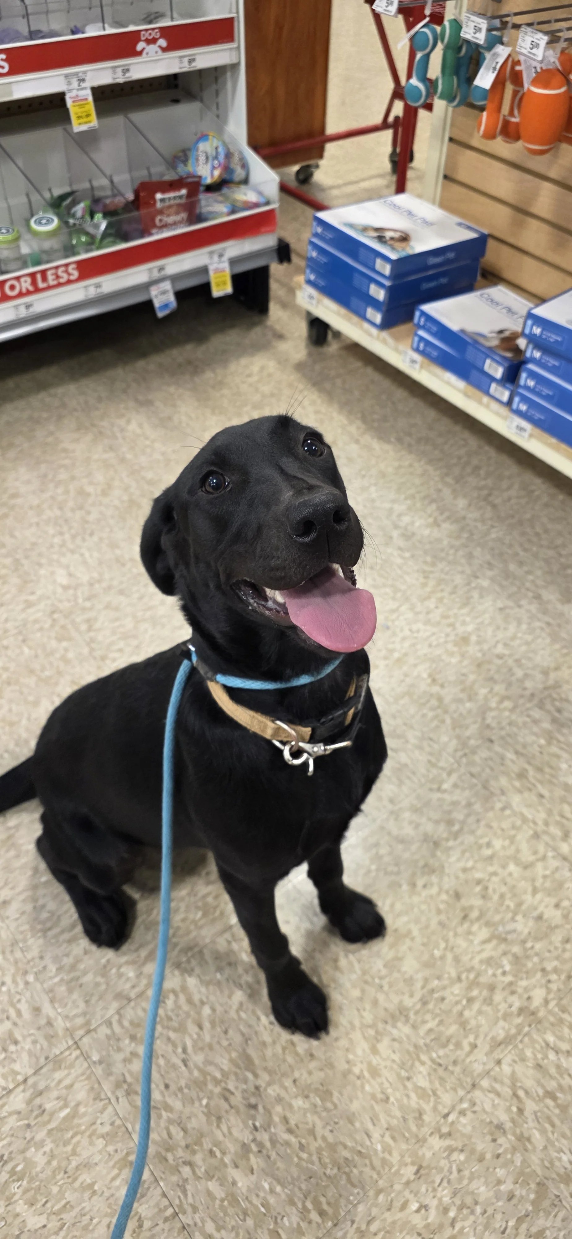 Suzie Q - Female Labrador