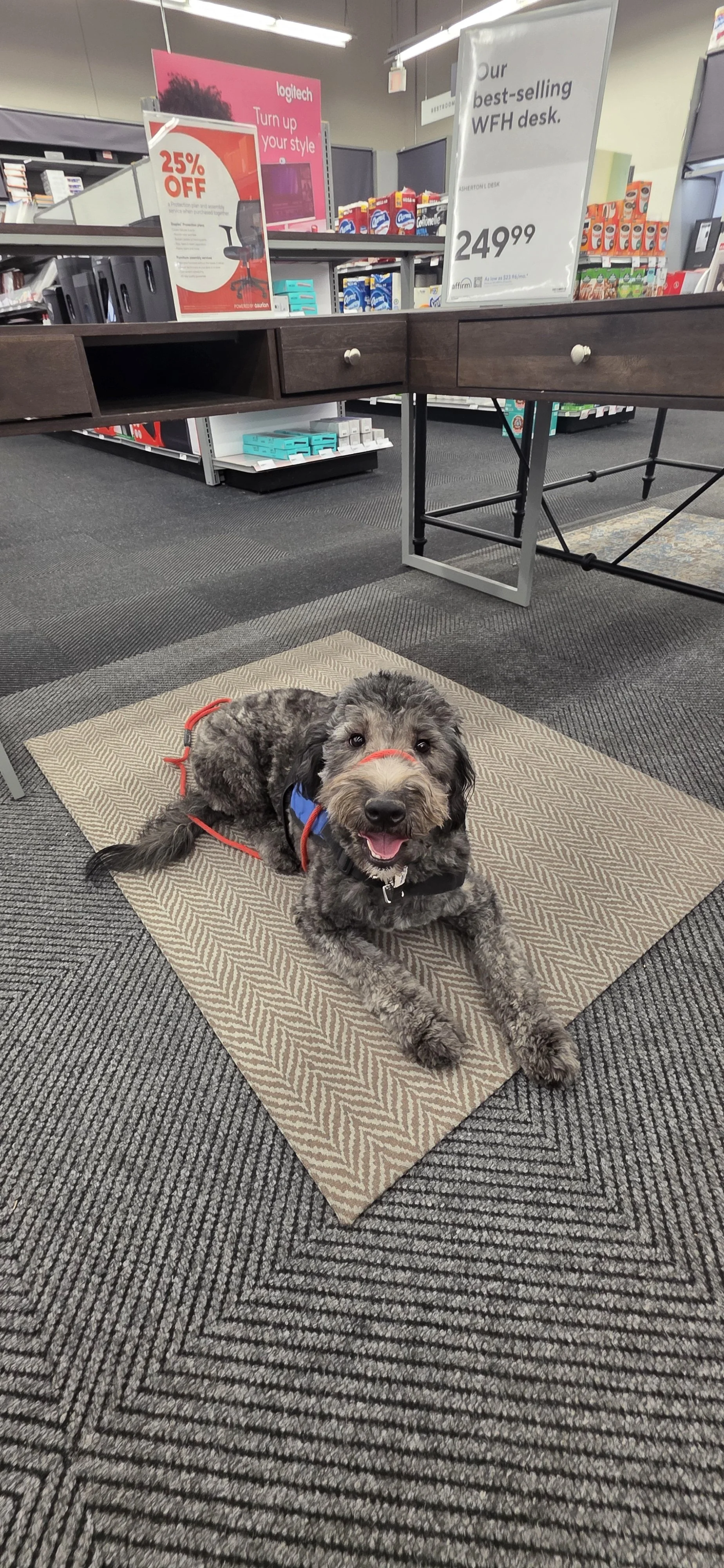 June F Goldendoodle 