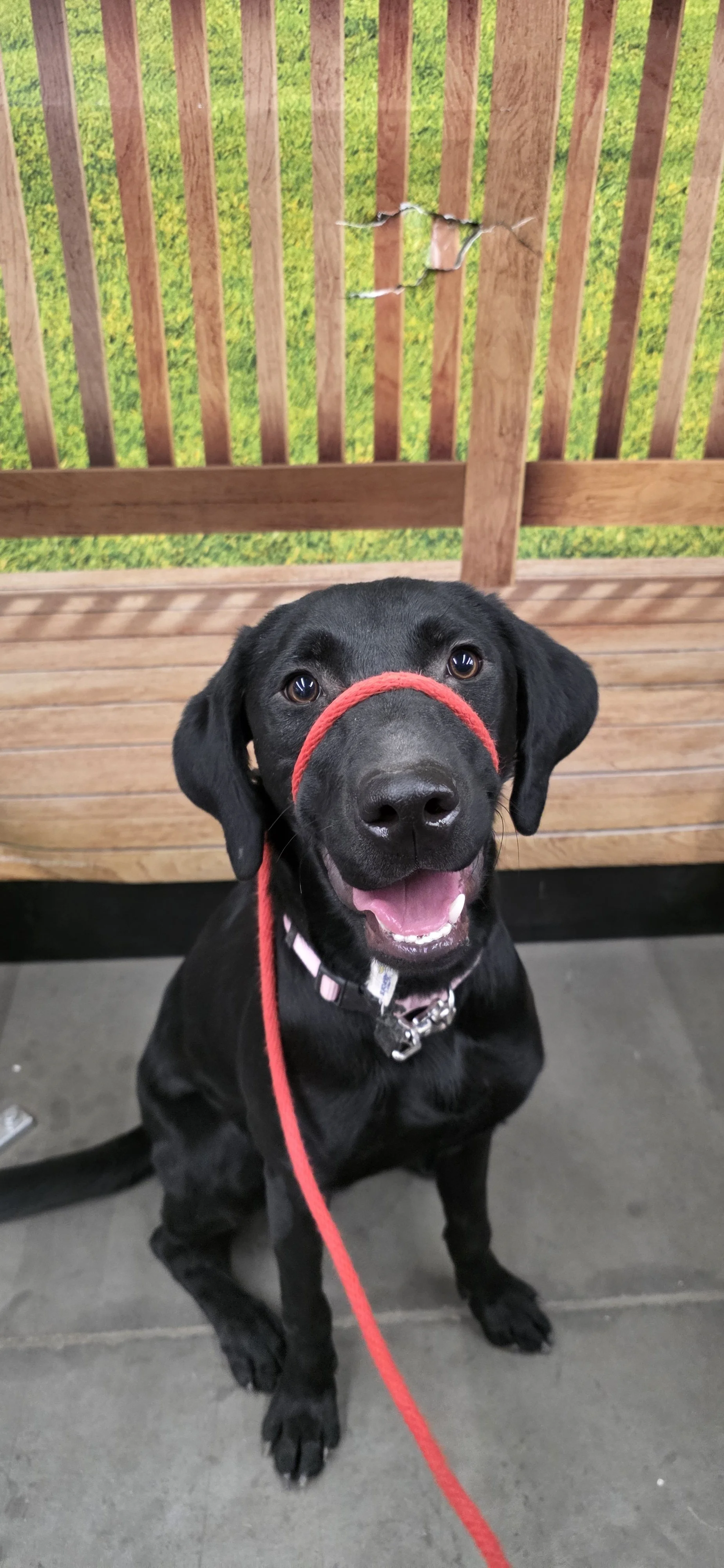 Brook - F Labrador