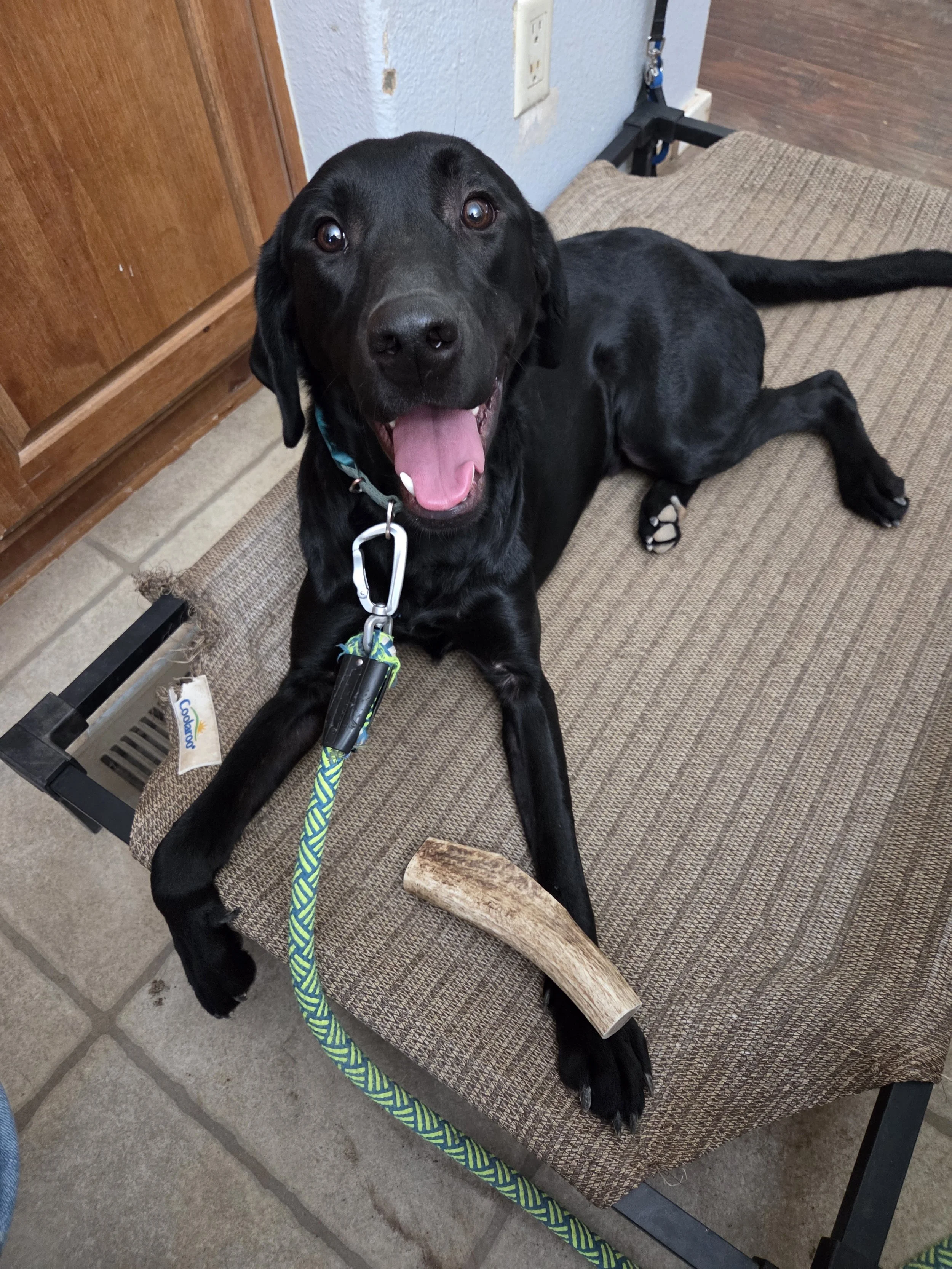 Ozzie - M Labrador