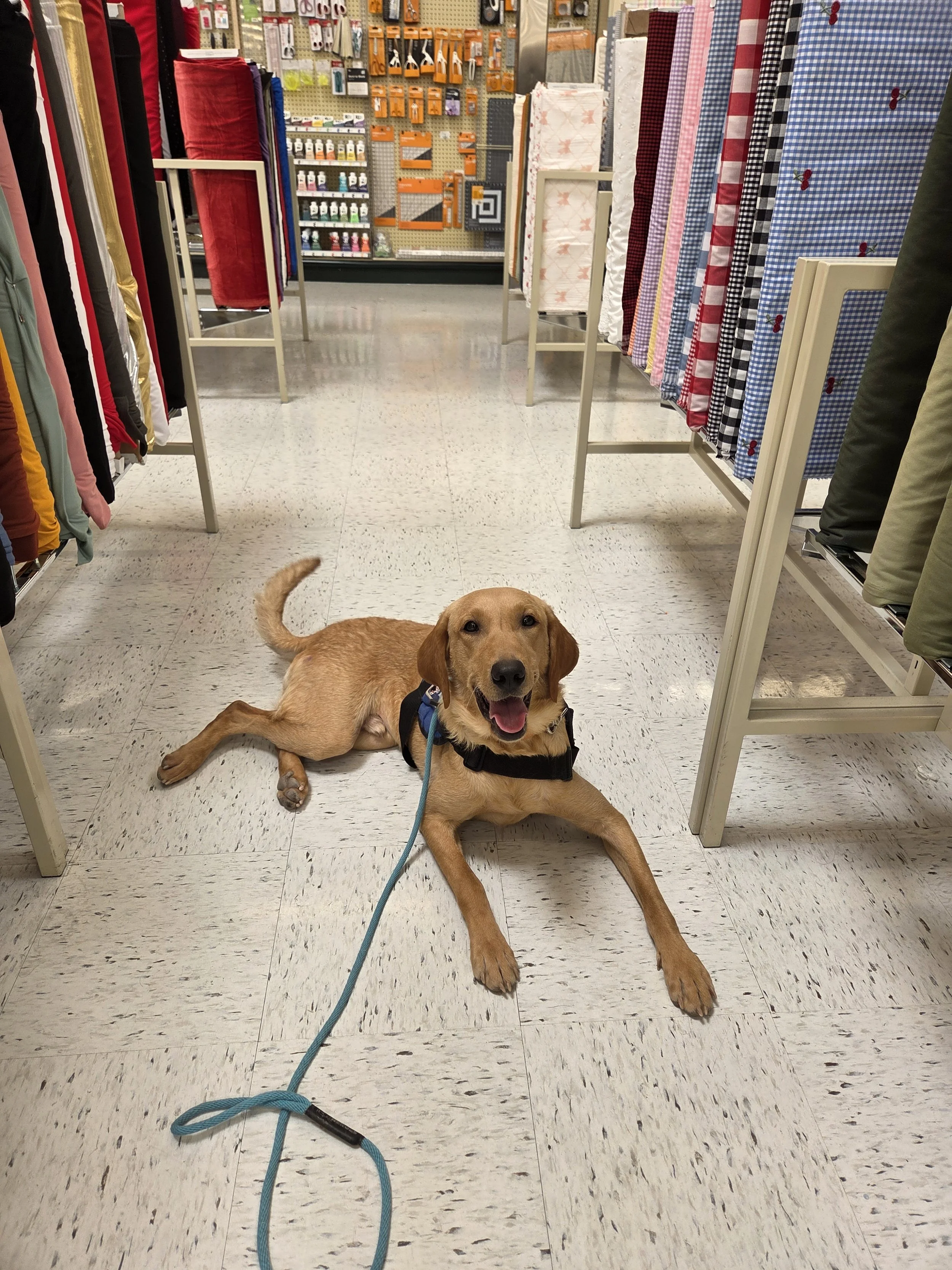 Joe-  Male Labrador
