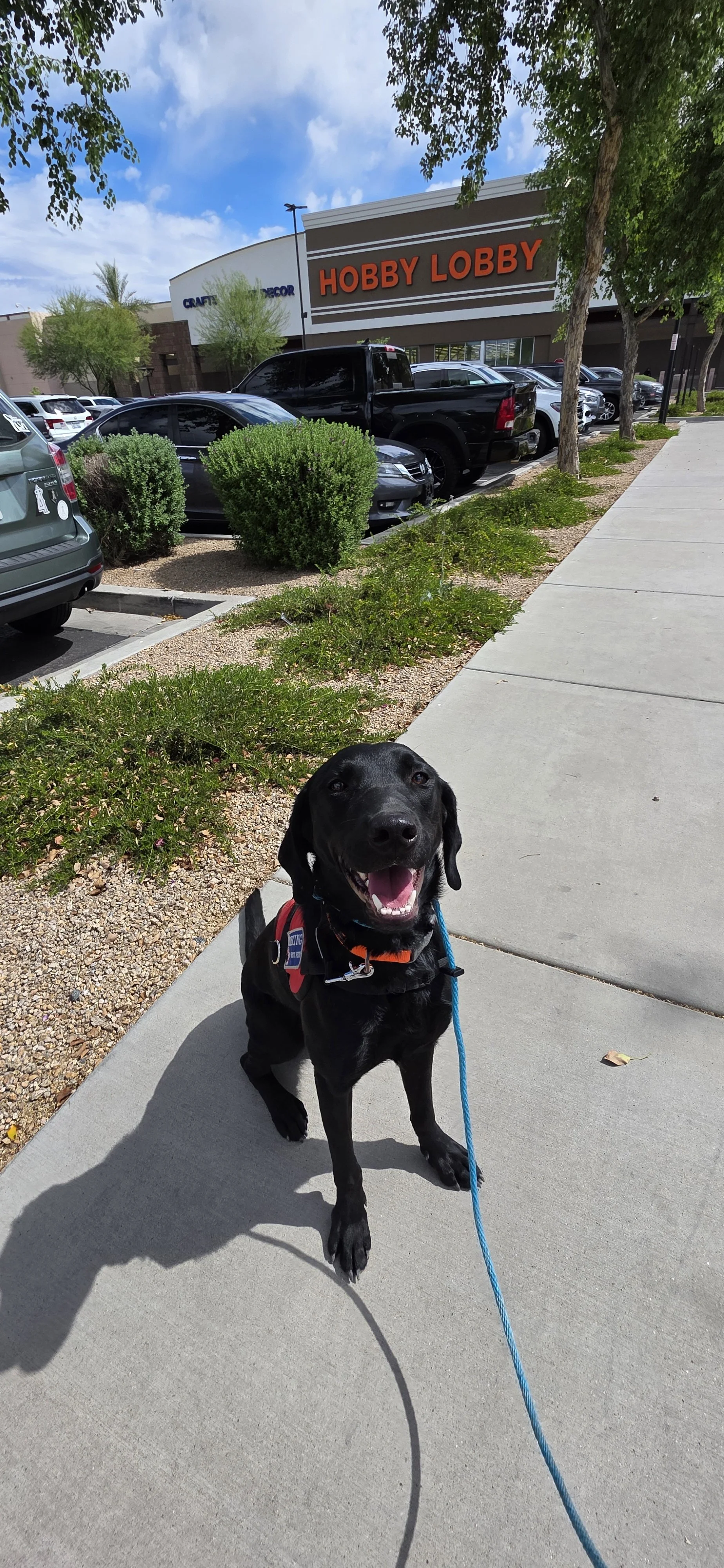 Bronx - M Labrador
