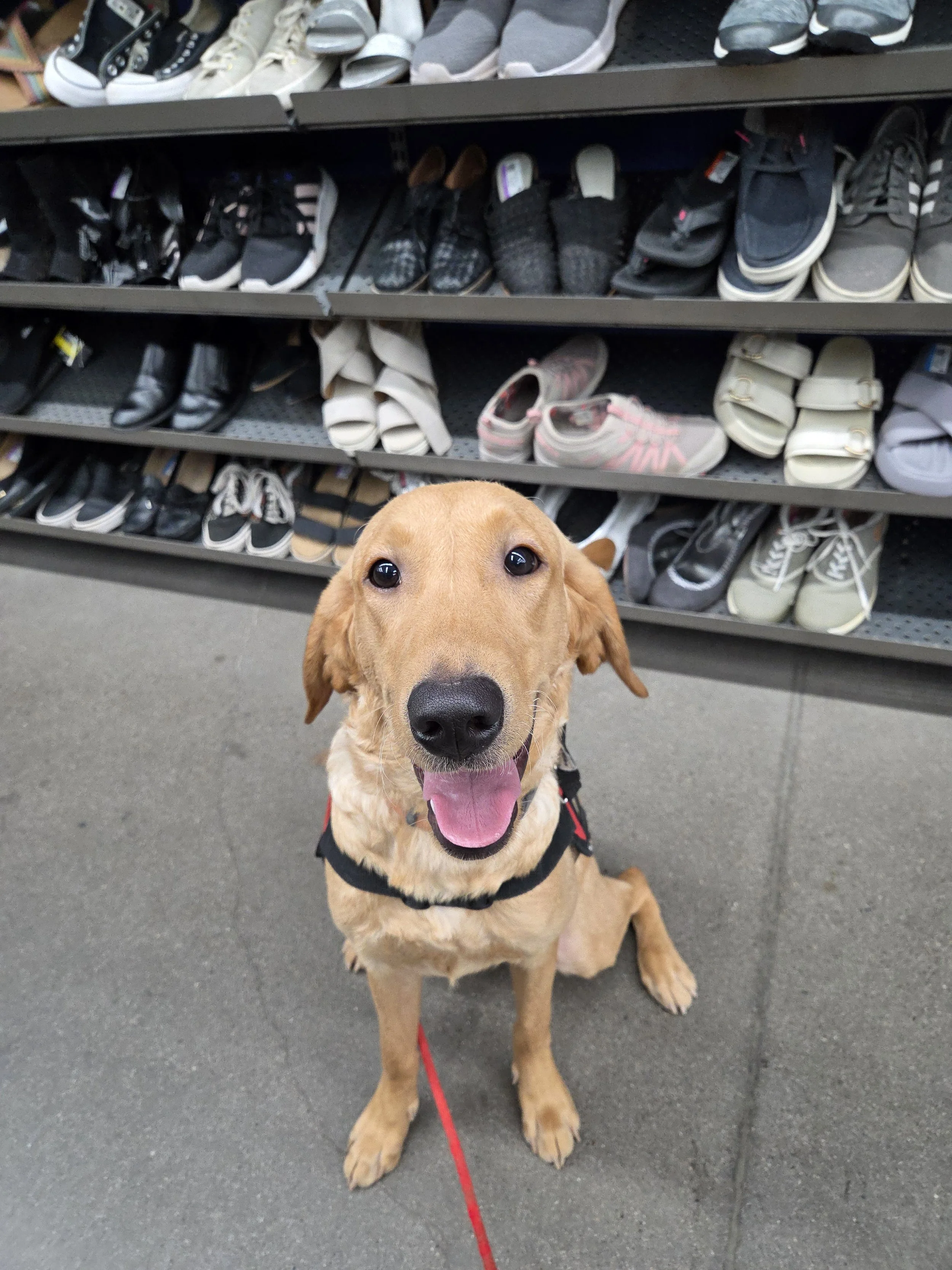 Joe-  Male Labrador