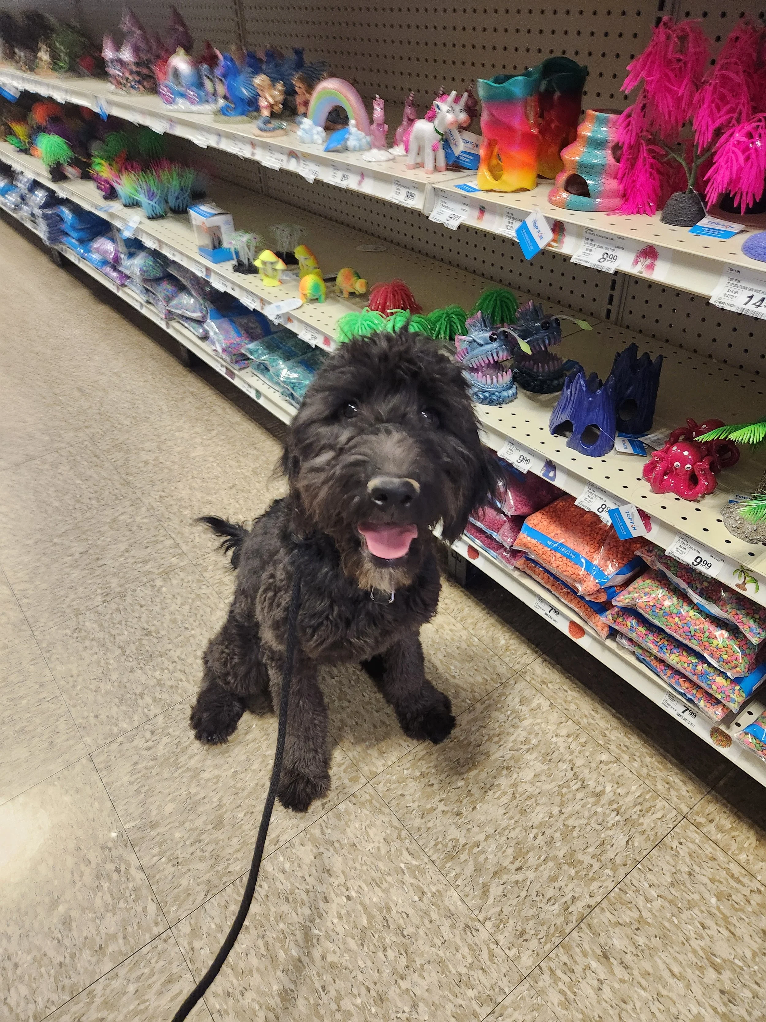 May - Female Goldendoodle