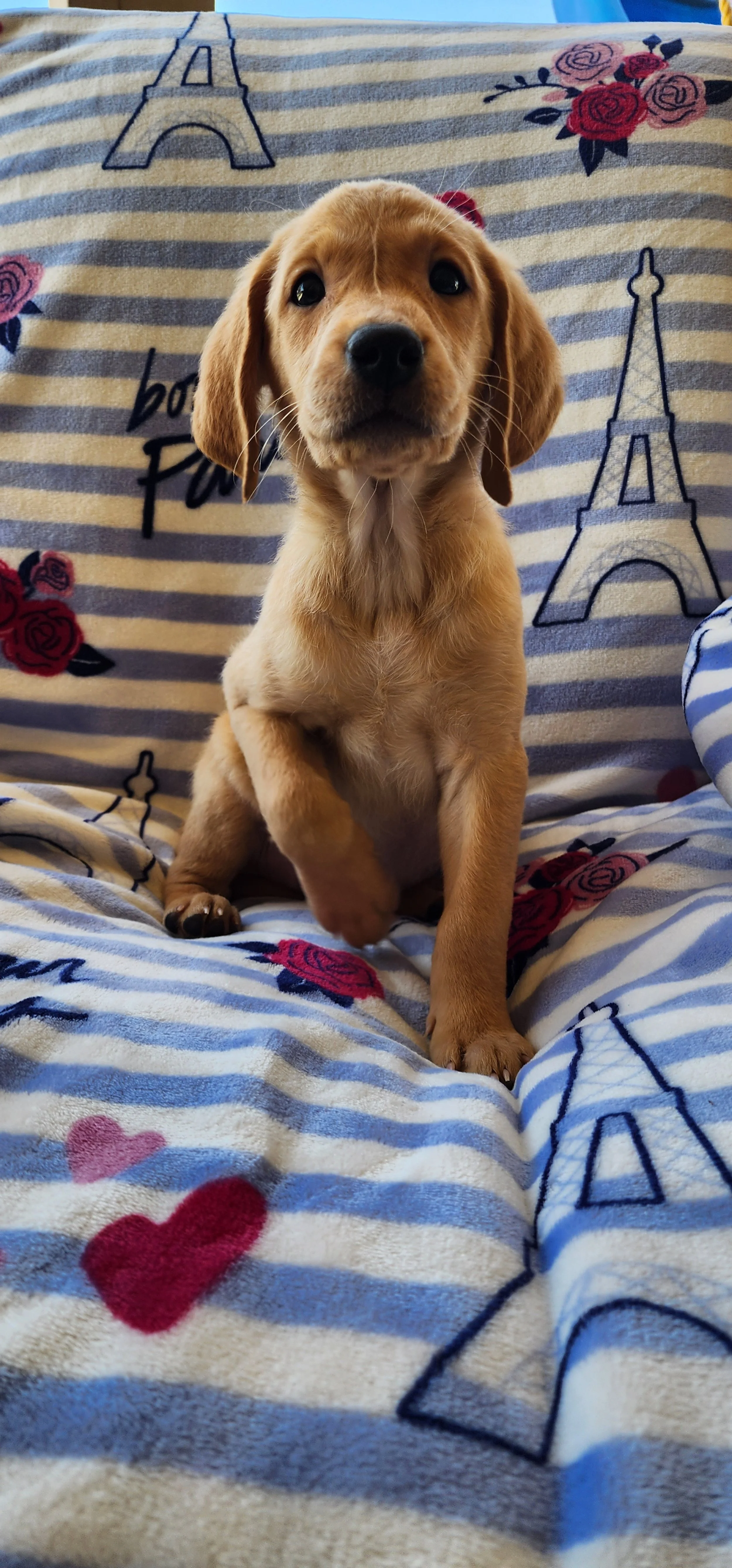Joe- Male Labrador