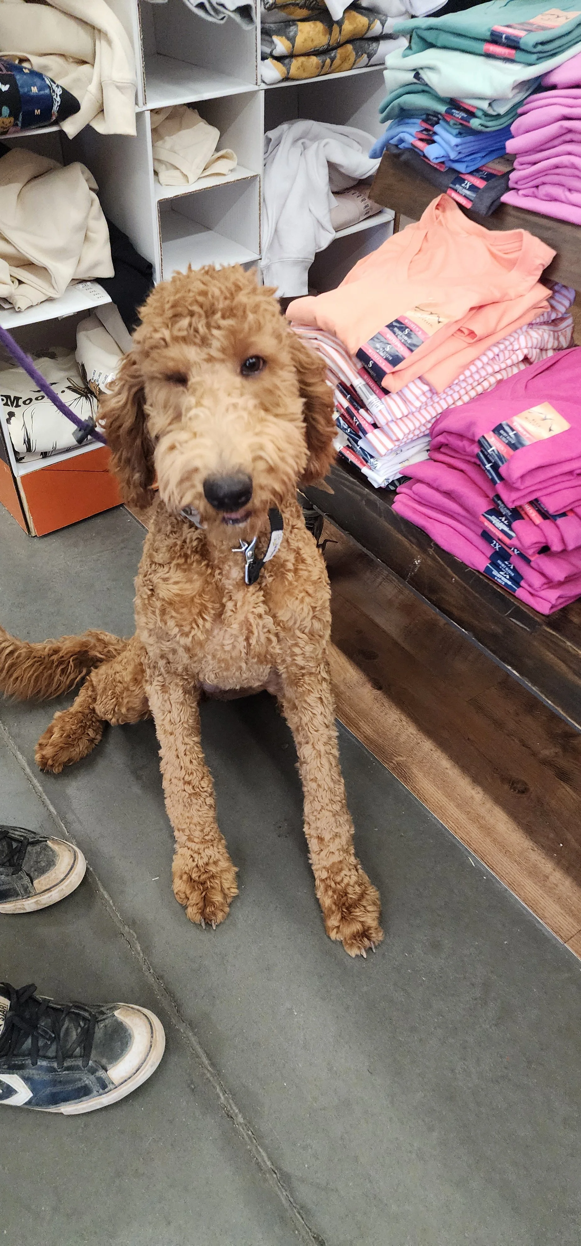 Brandy - F Goldendoodle