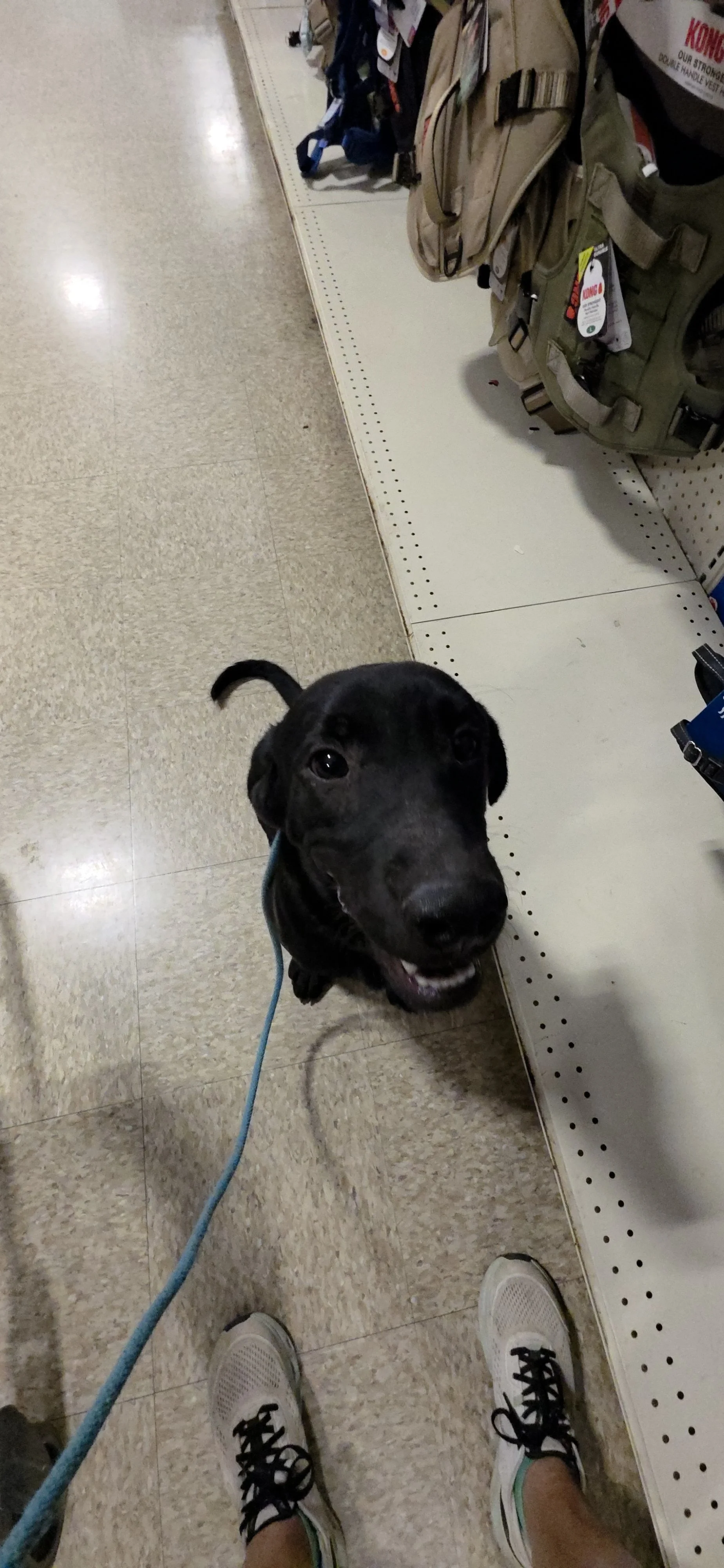 Ace - M Labrador