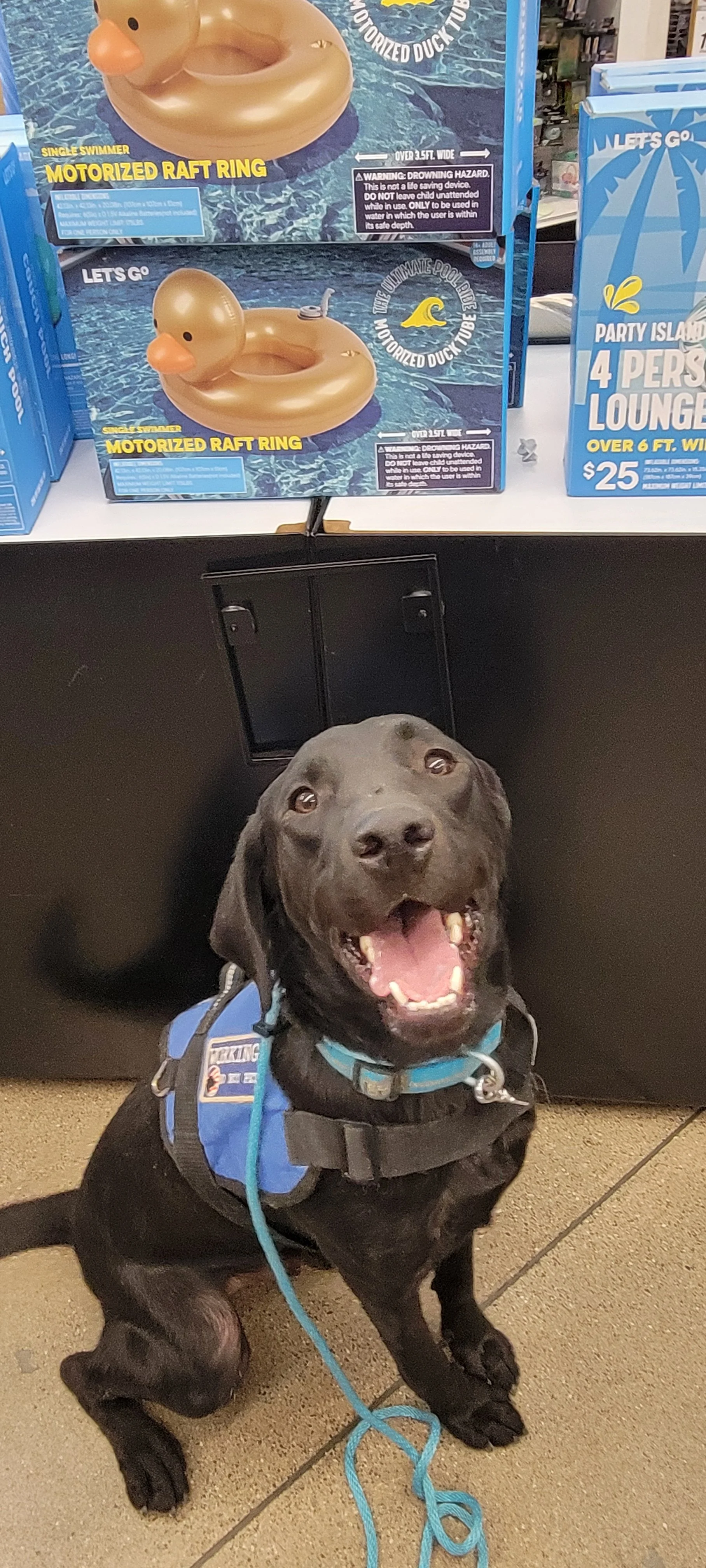 Ranger - Male Labrador
