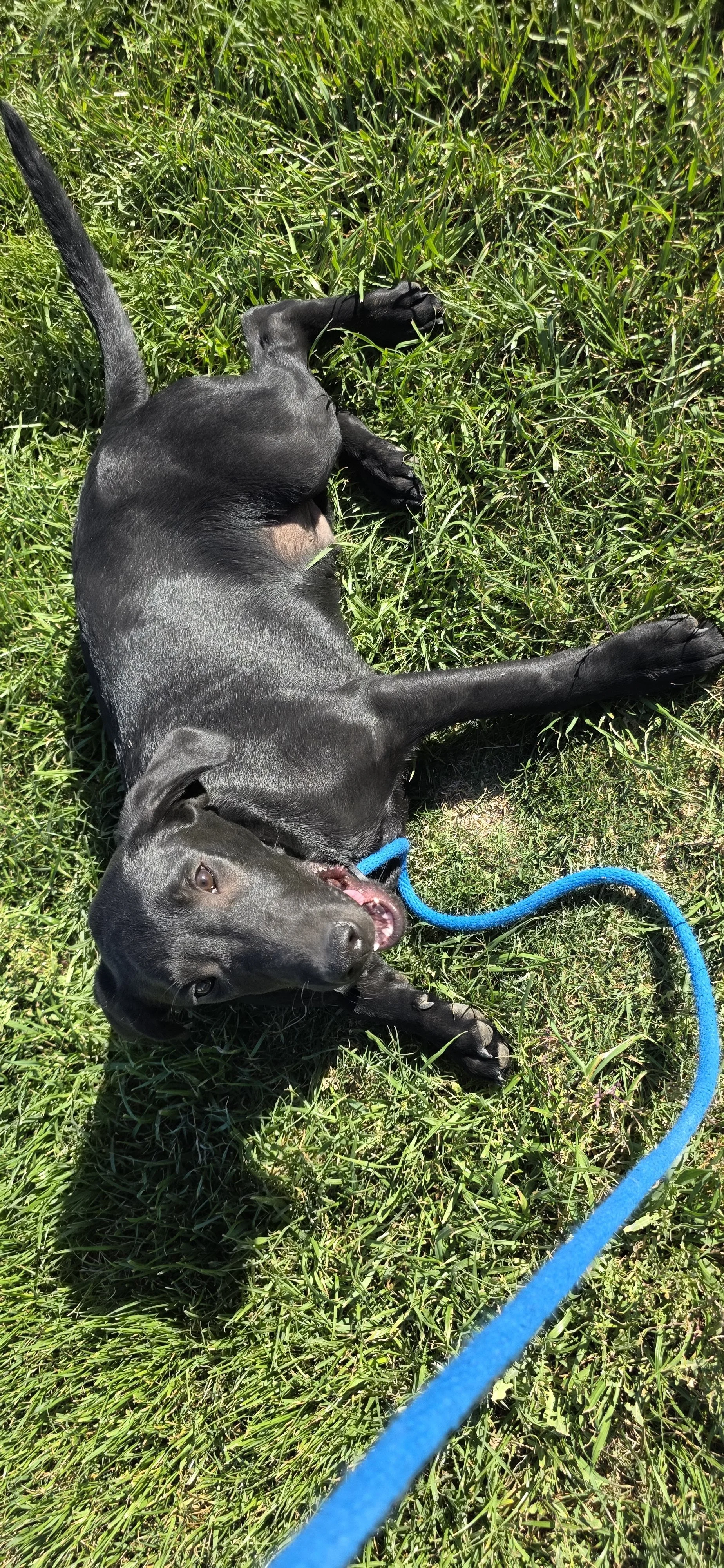 Oakley M Labrador