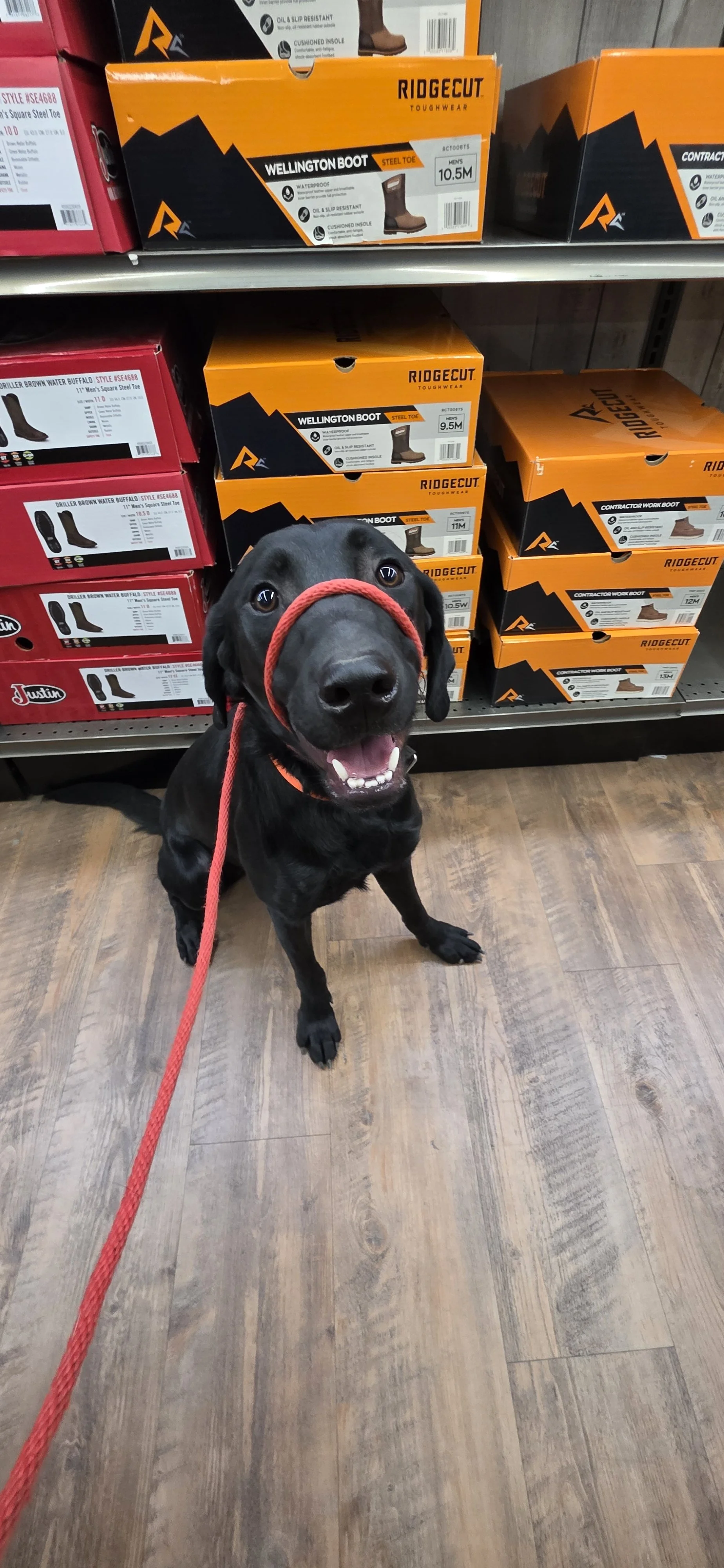 Bronx - M Labrador