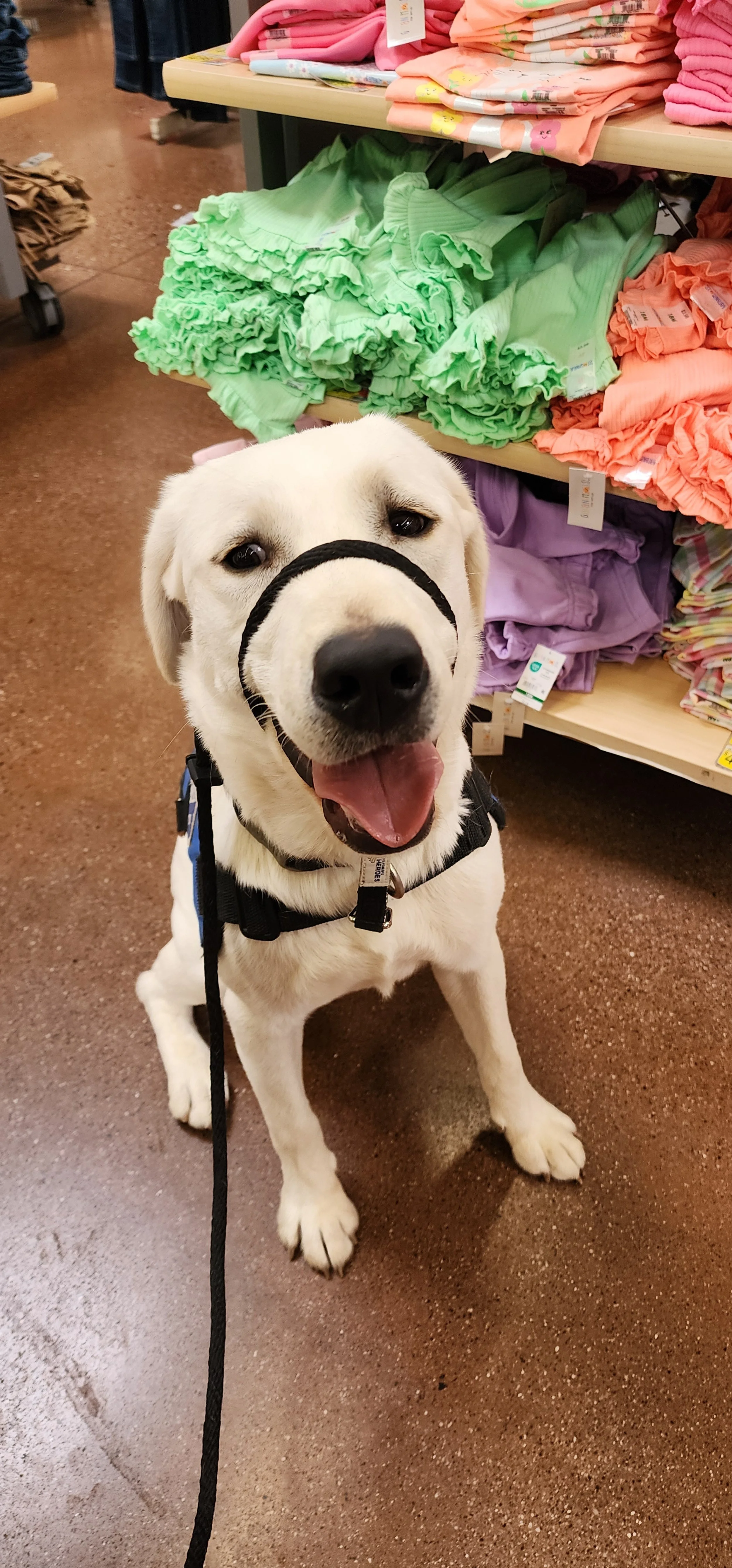 Milo - Male Labrador