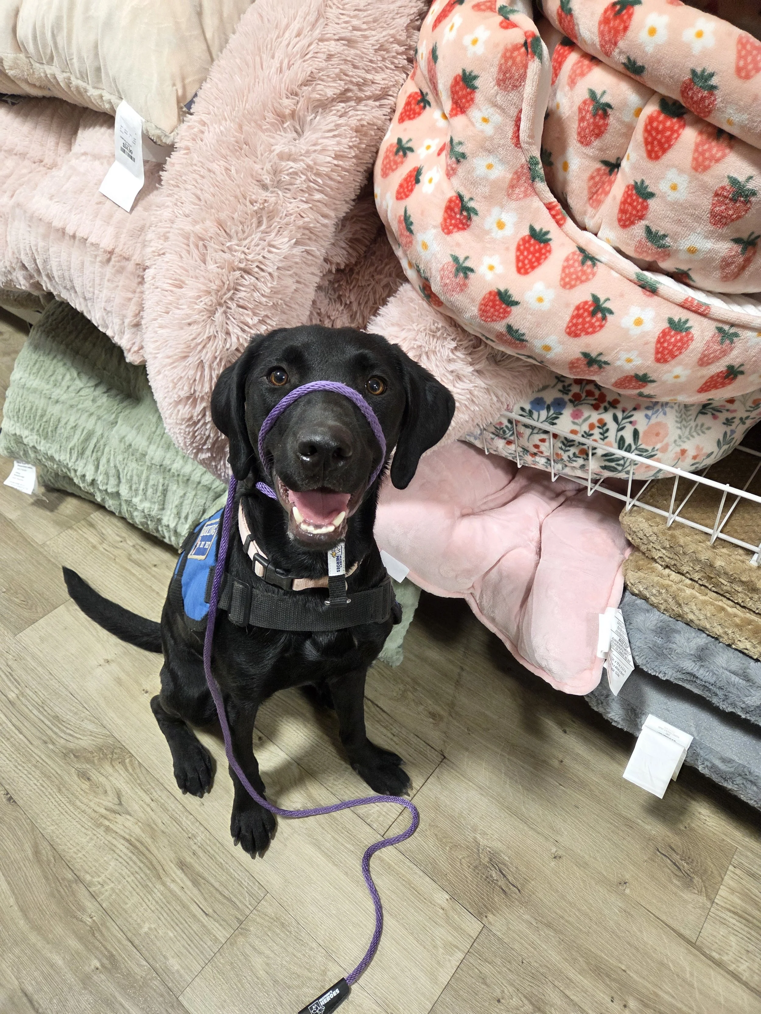 Brook - F Labrador