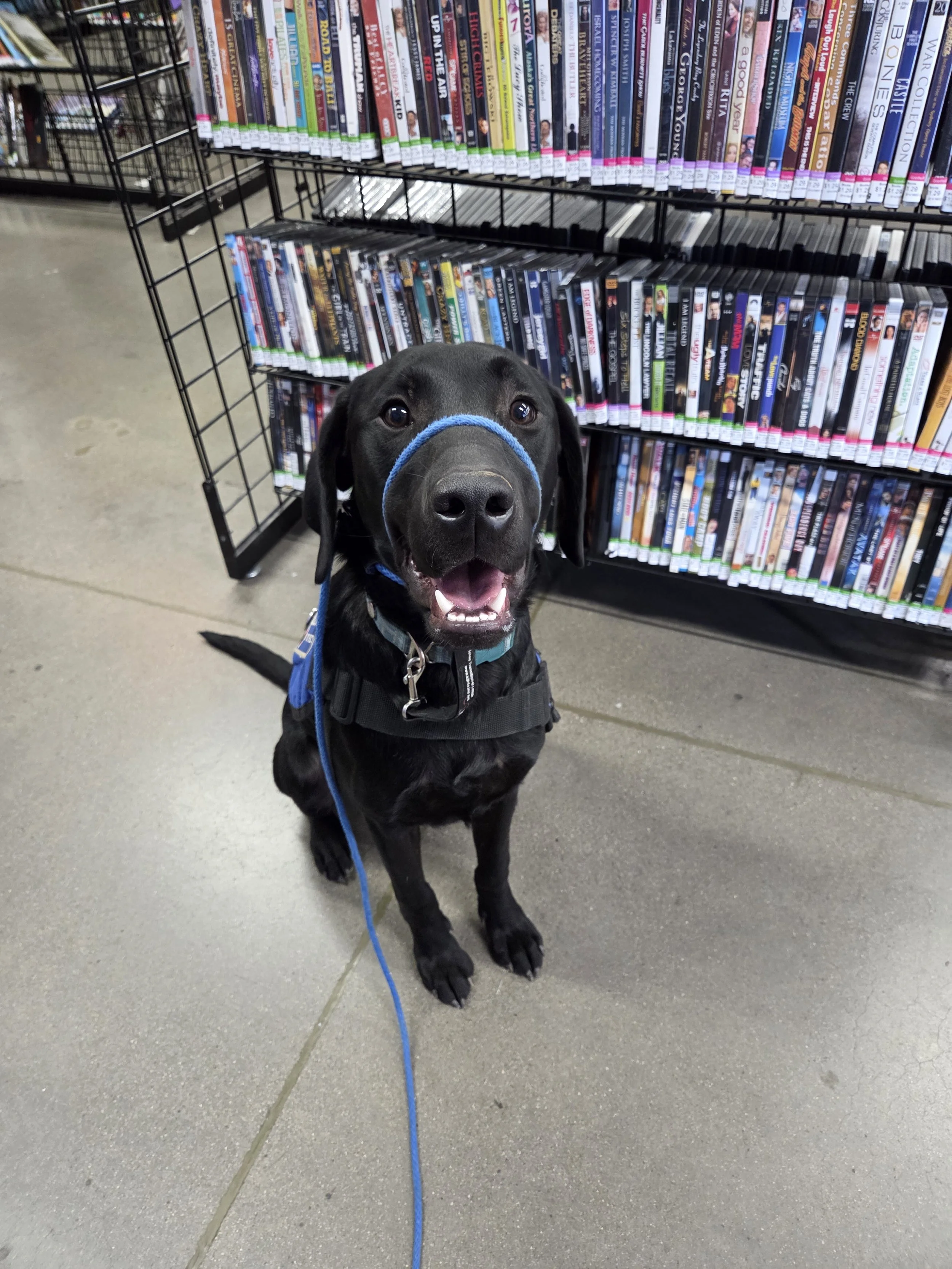 Ozzie - M Labrador