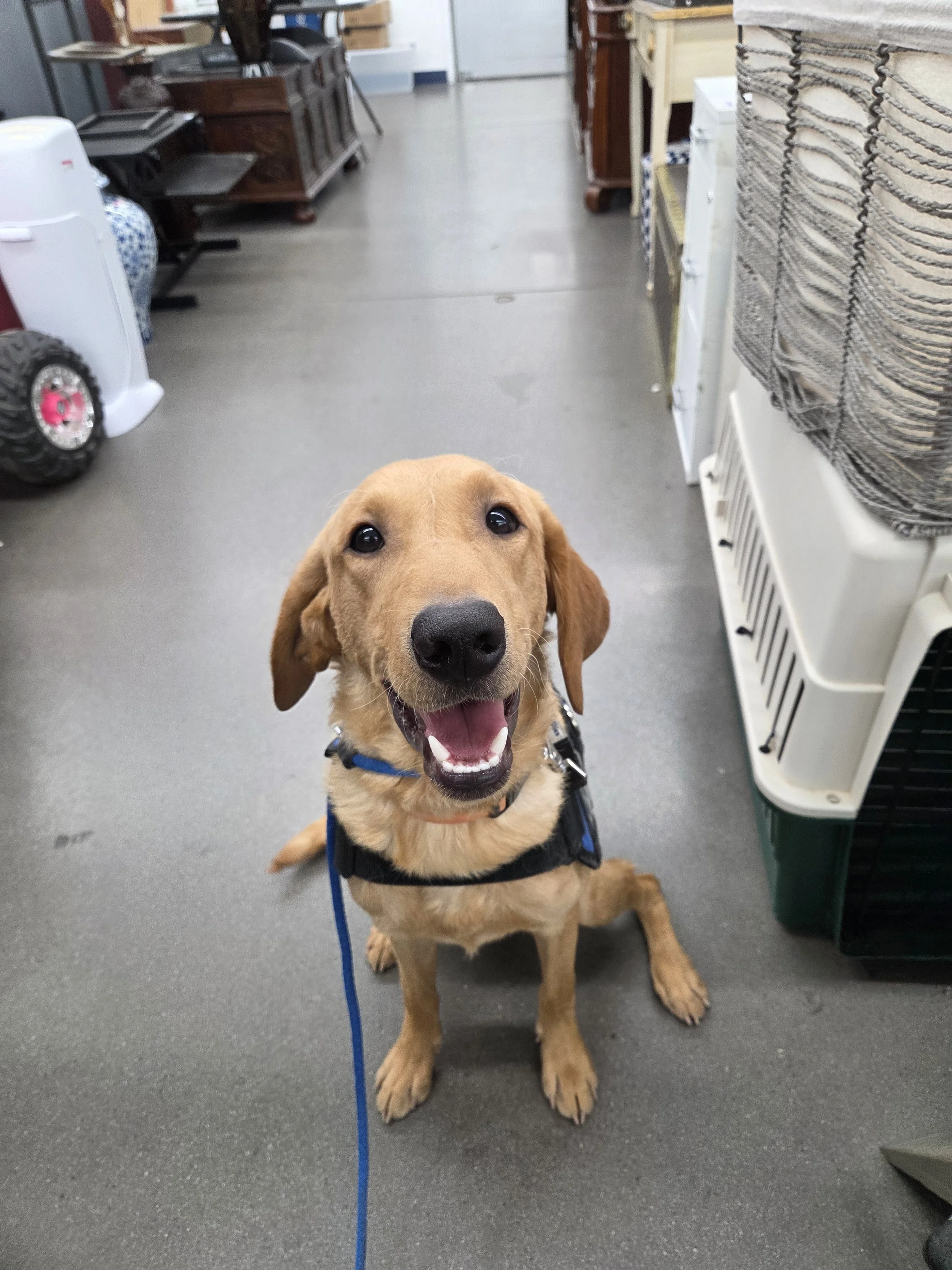 Joe-  Male Labrador