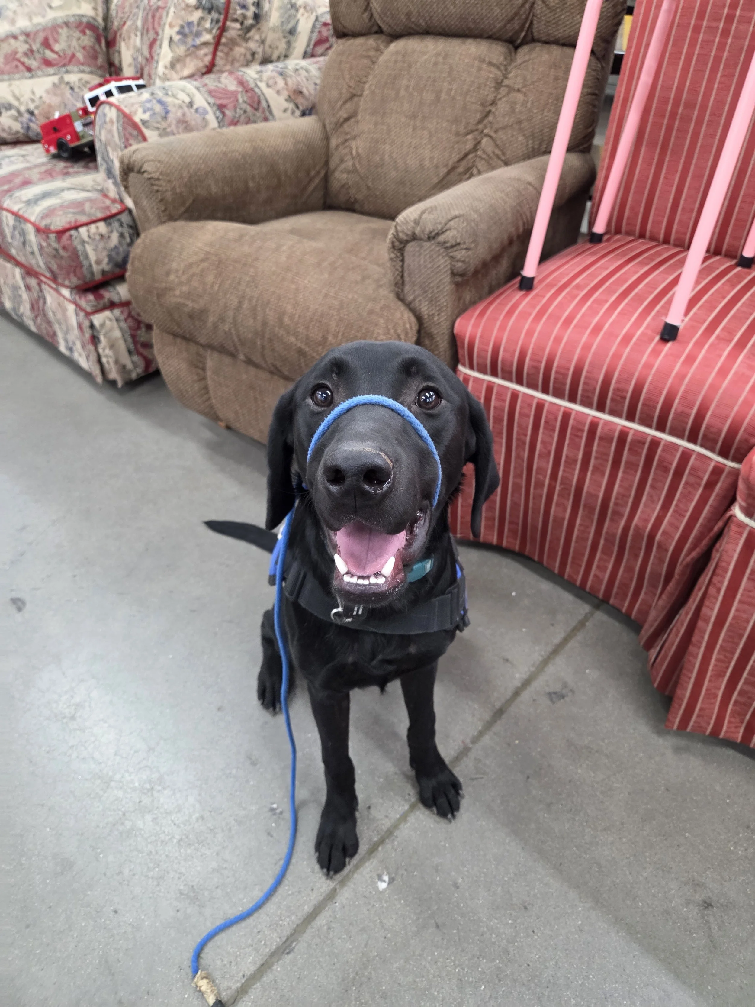 Ozzie - M Labrador