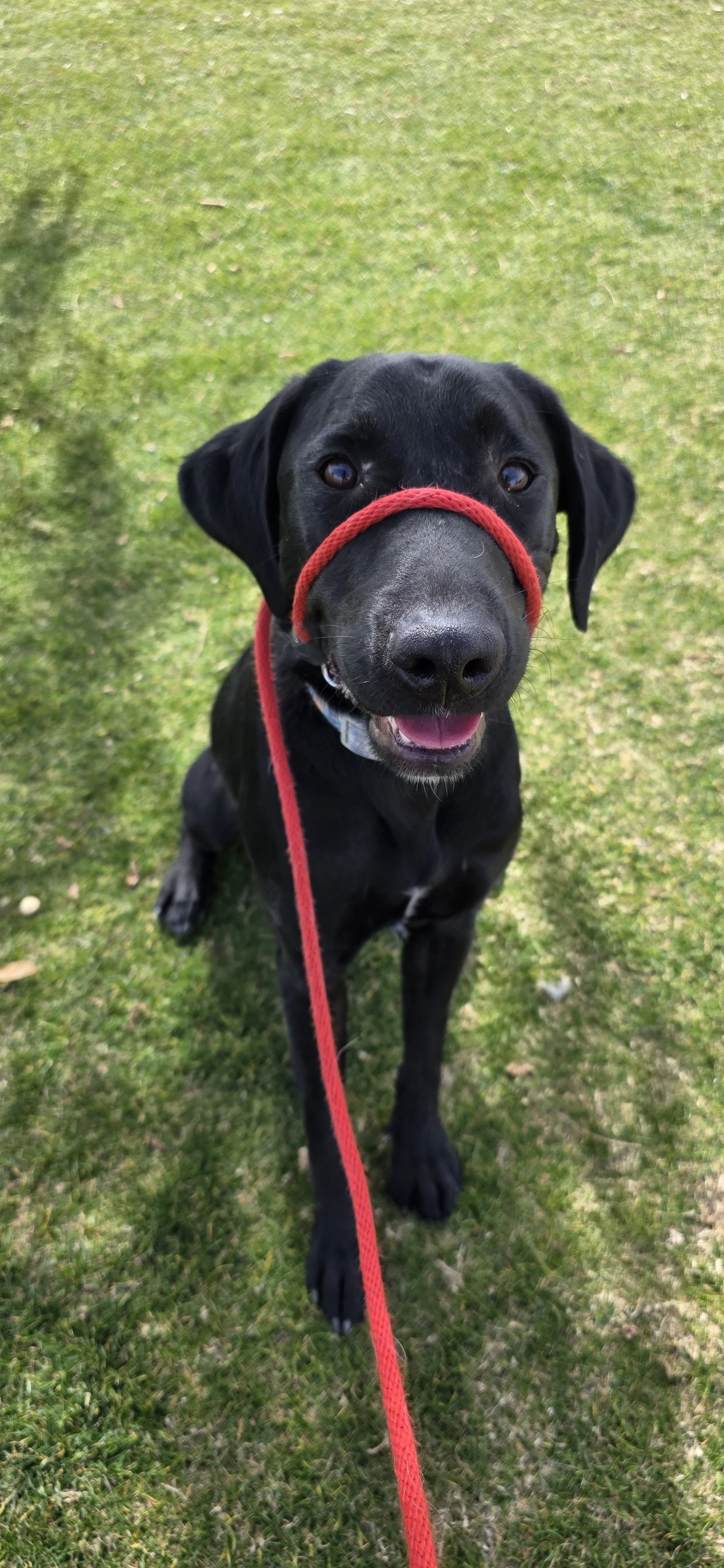 Austin - M Labrador