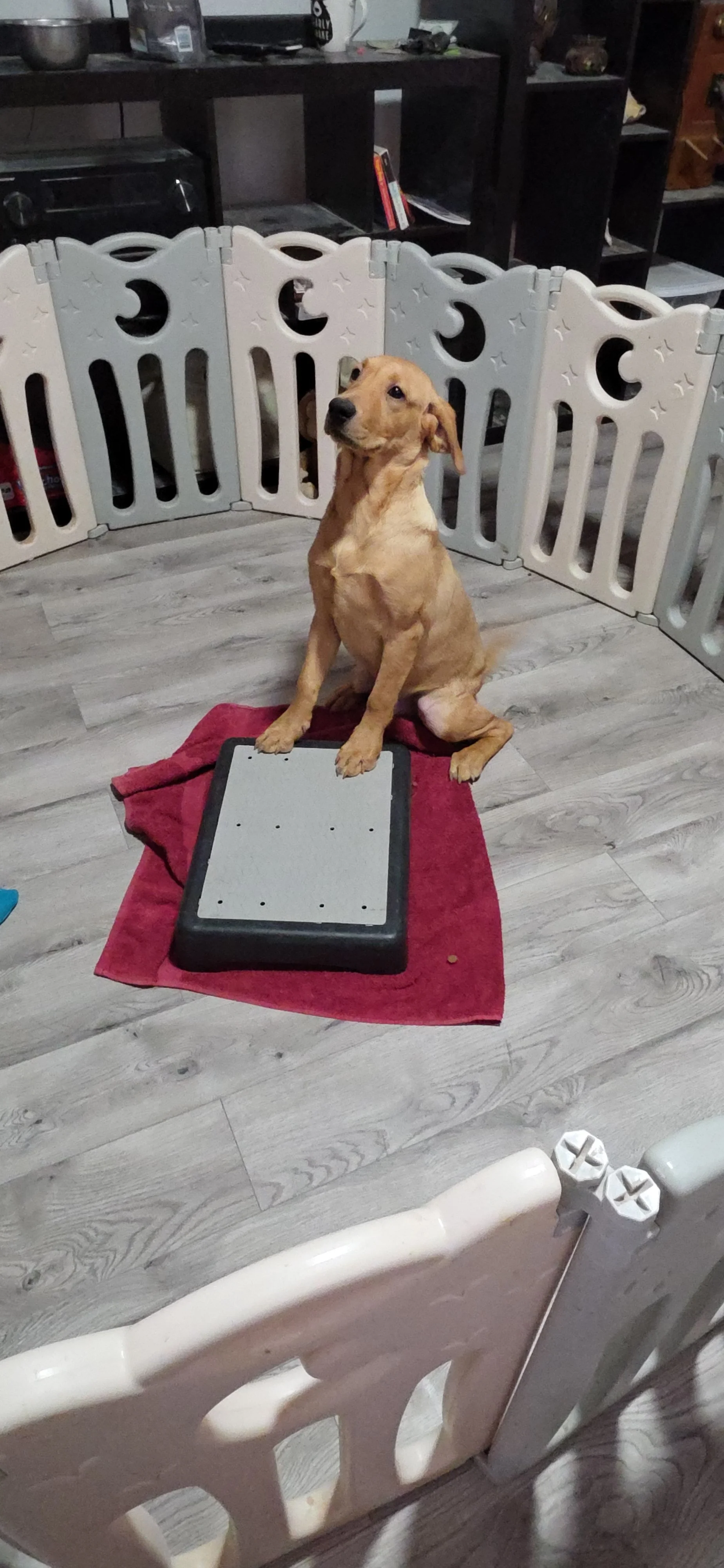 Ranger - M Labrador