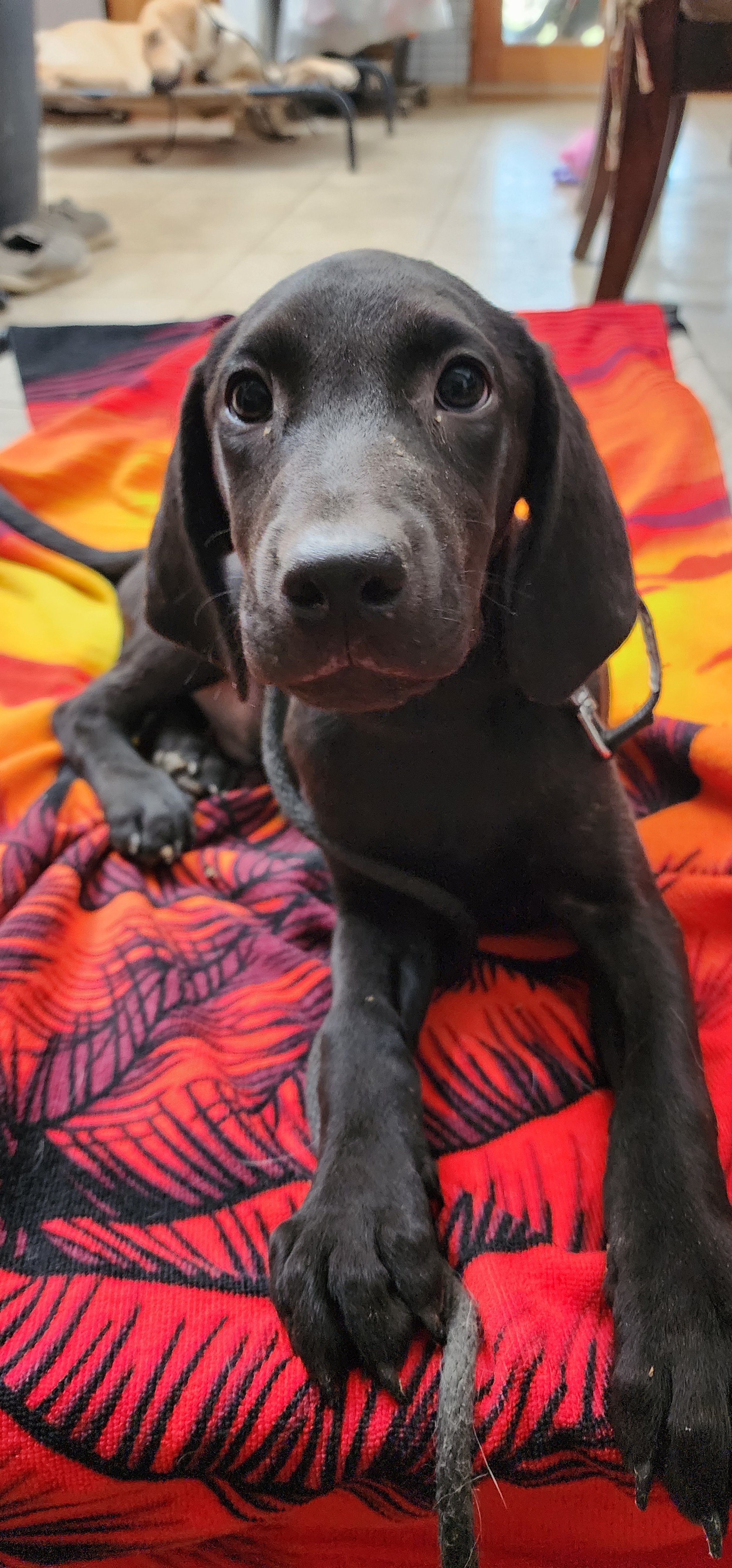 Radar - M Labrador