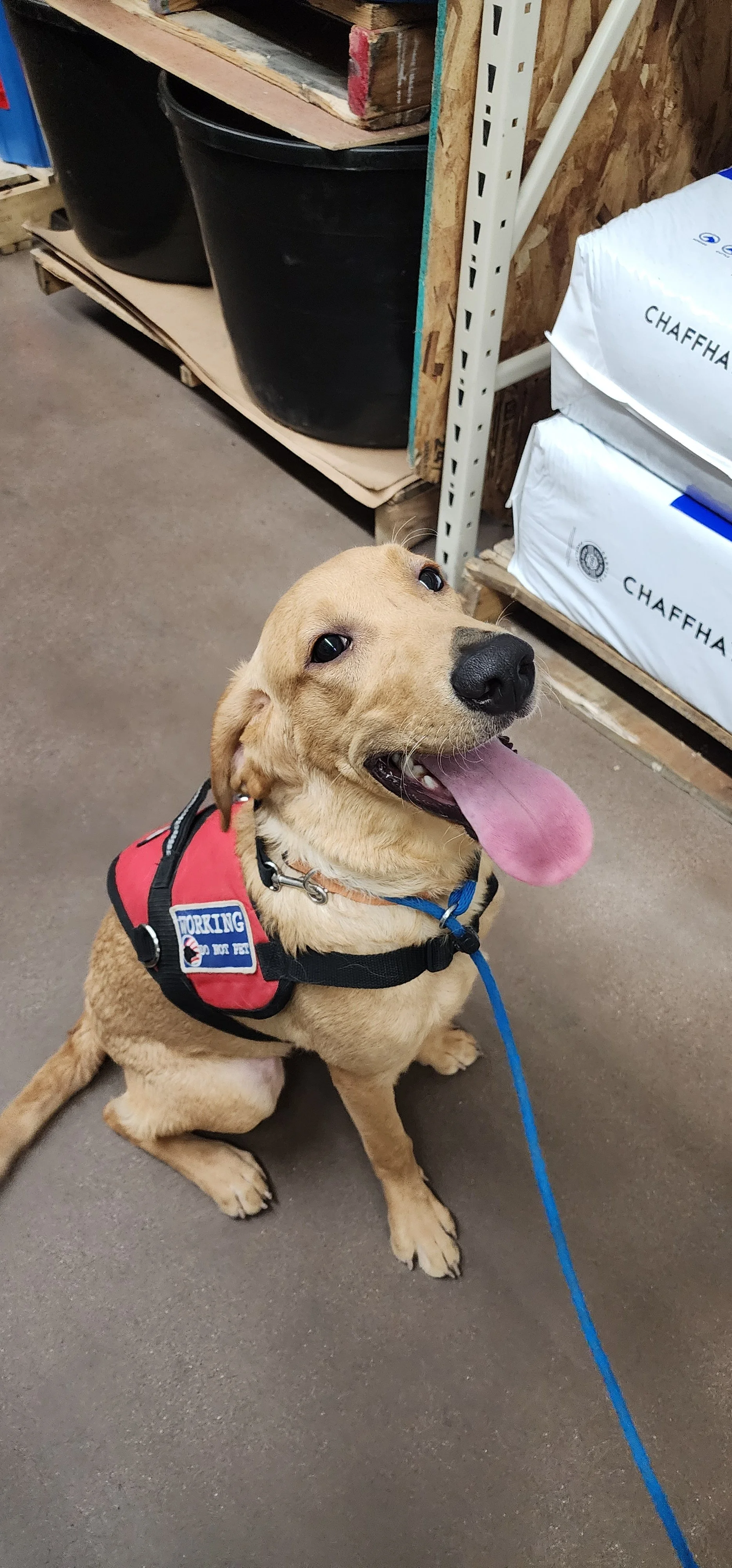 Joe-  Male Labrador