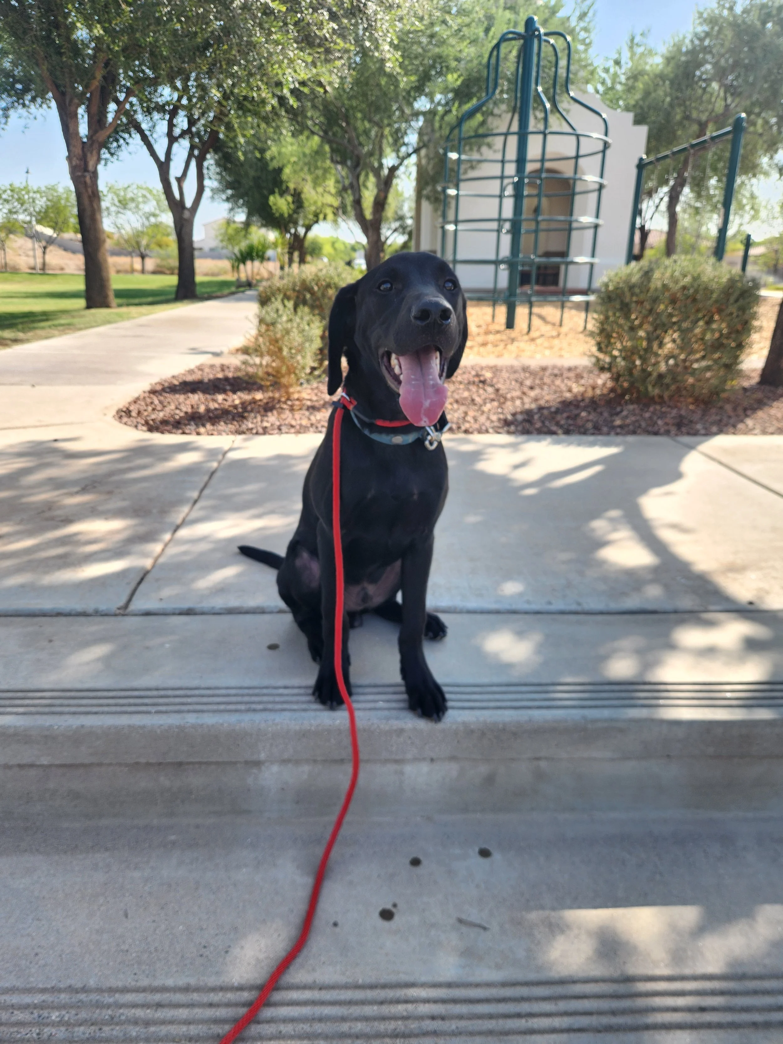 Radar - M Labrador