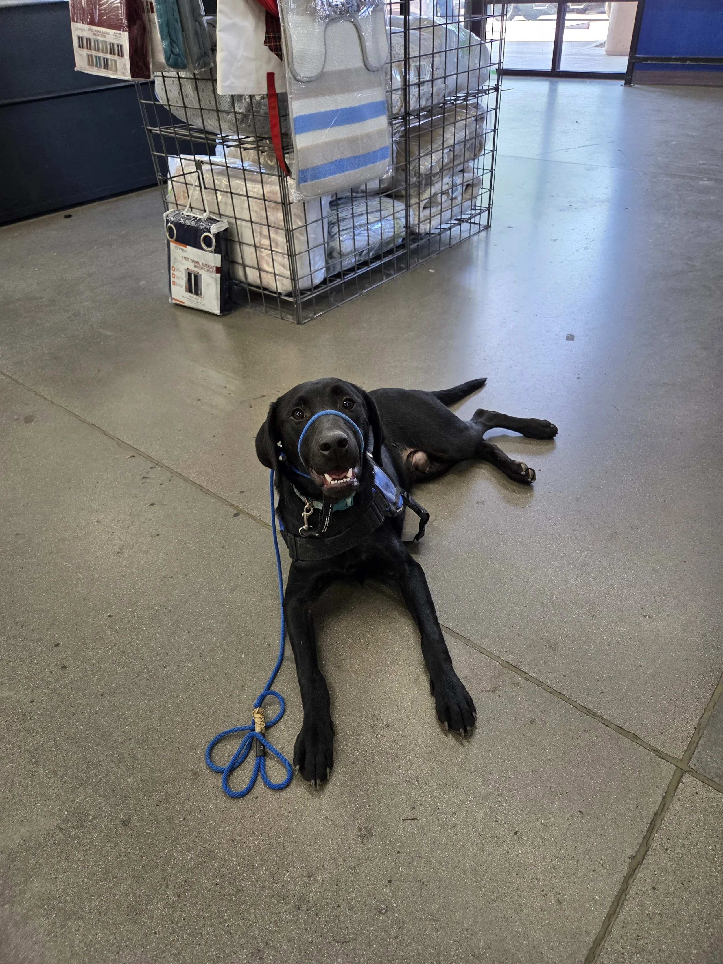 Ozzie - M Labrador