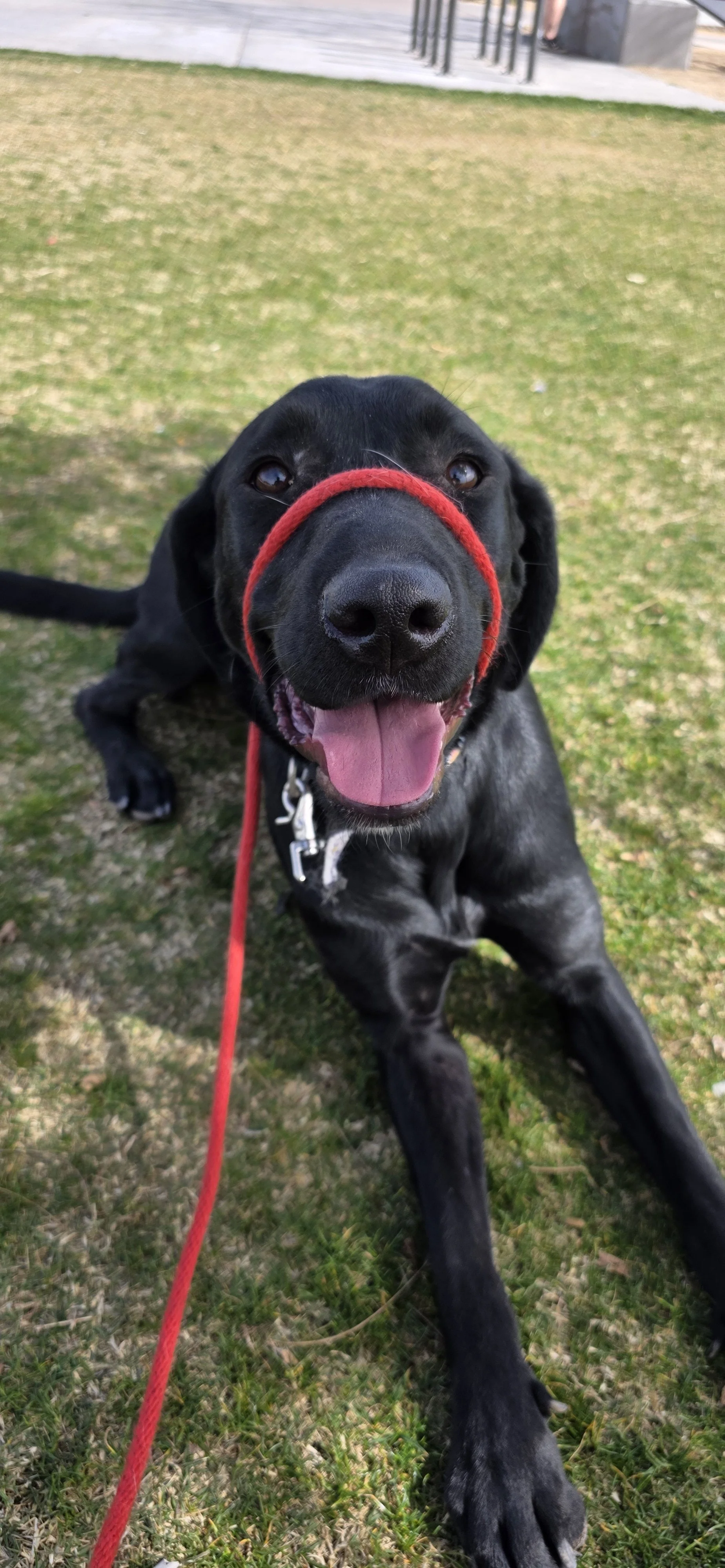 Austin - M Labrador