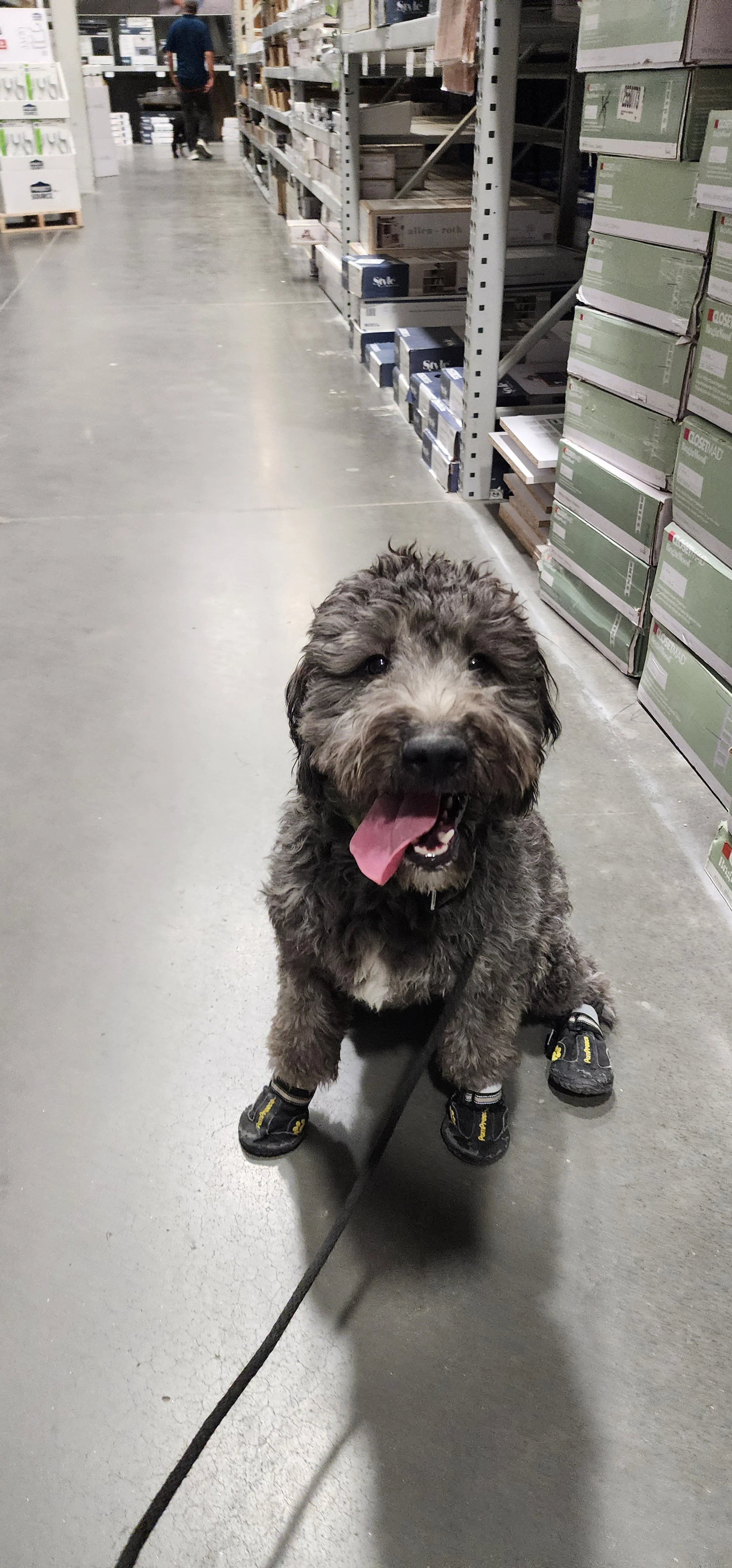 Chedda Goldendoodle F