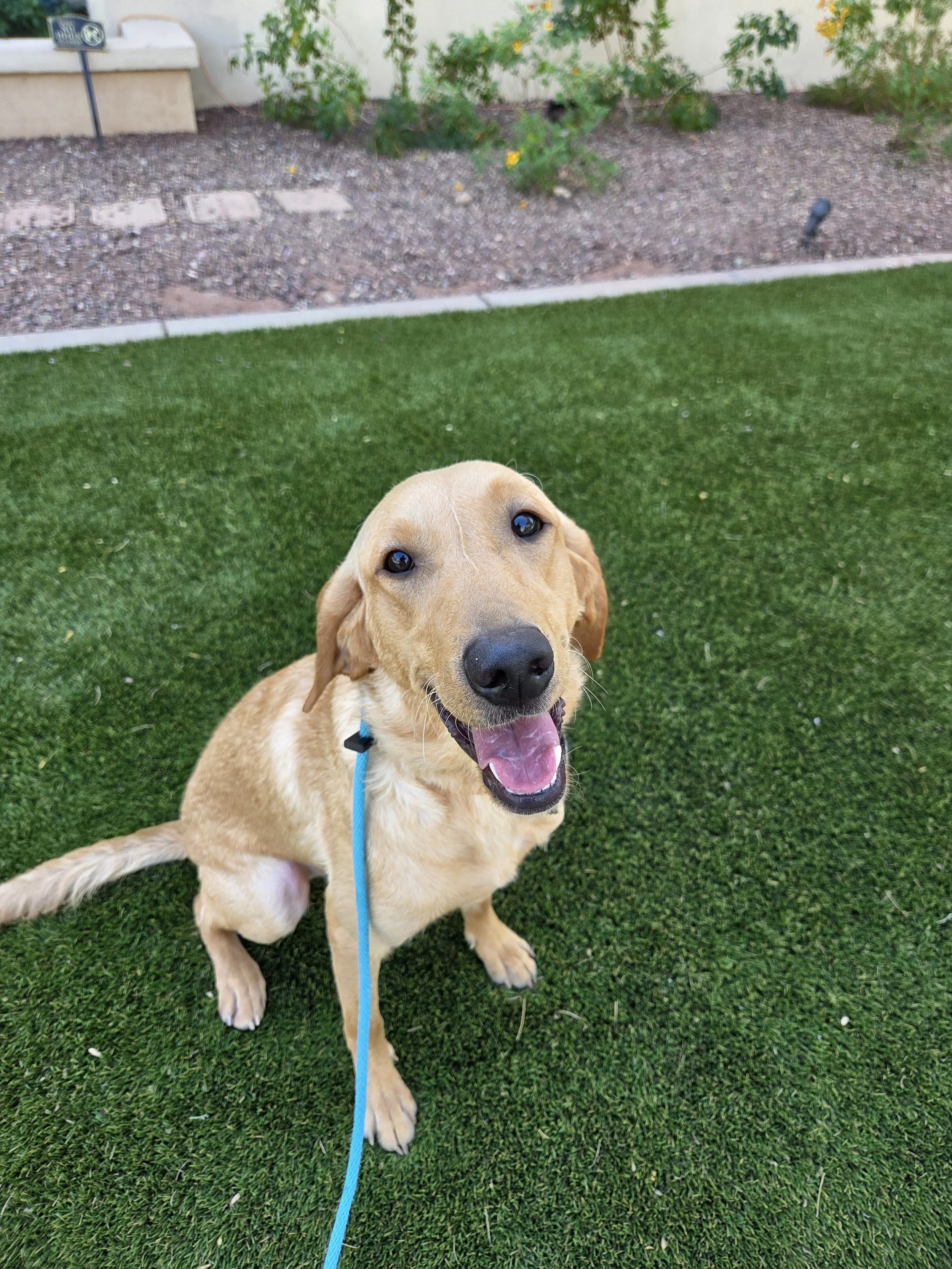Joe-  Male Labrador