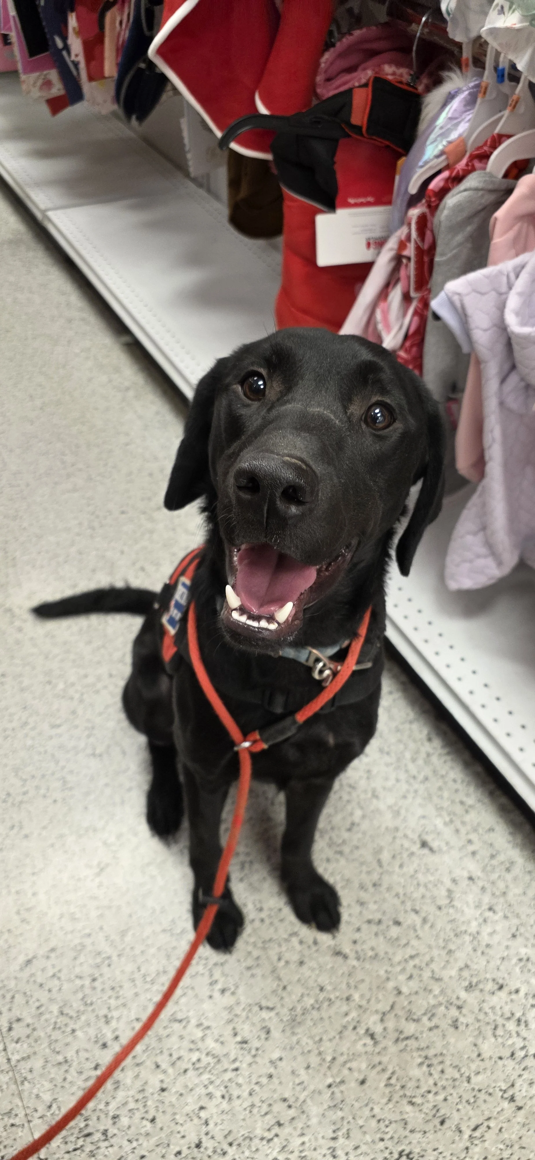 Ozzie - M Labrador