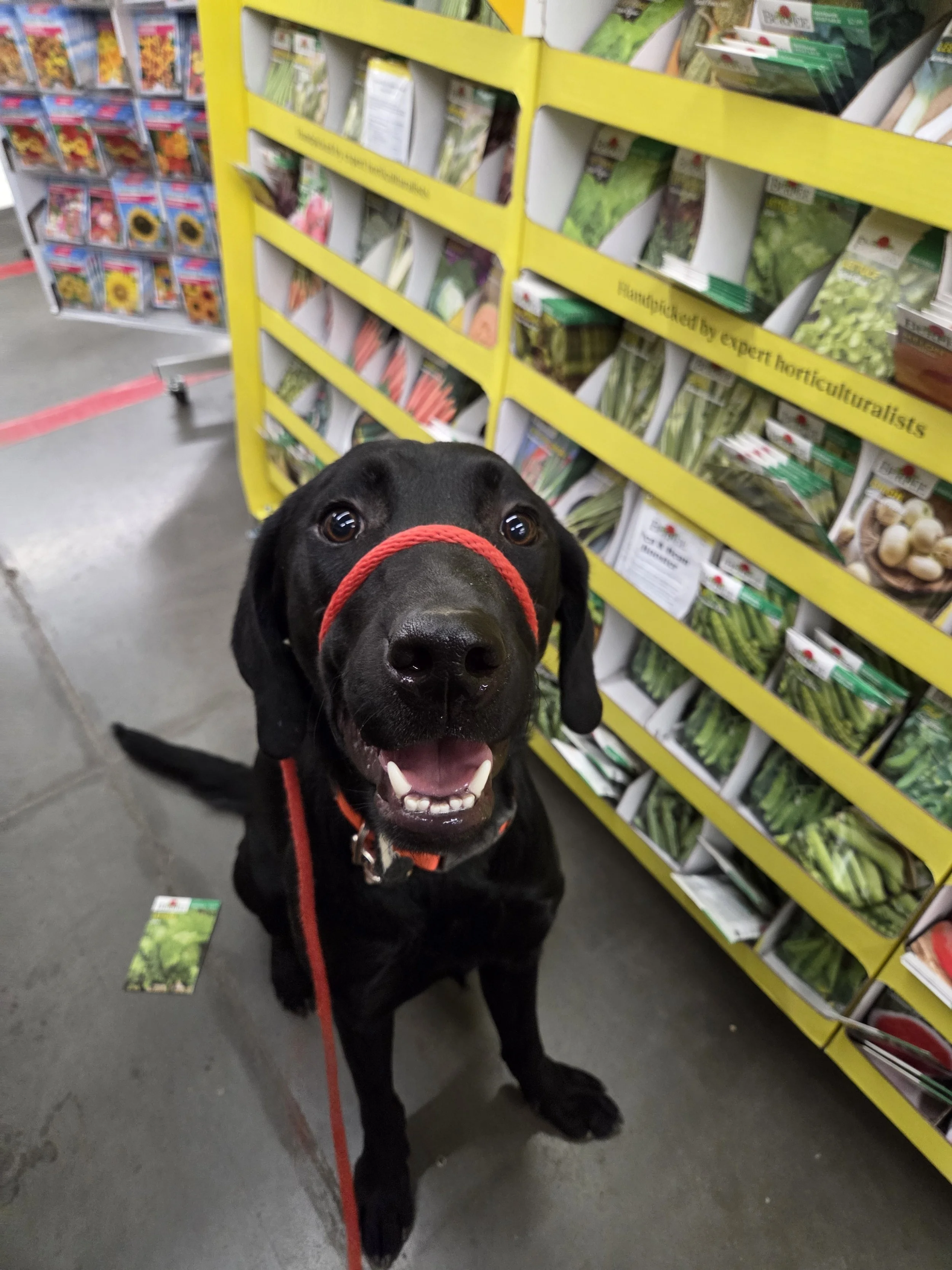 Bronx - M Labrador