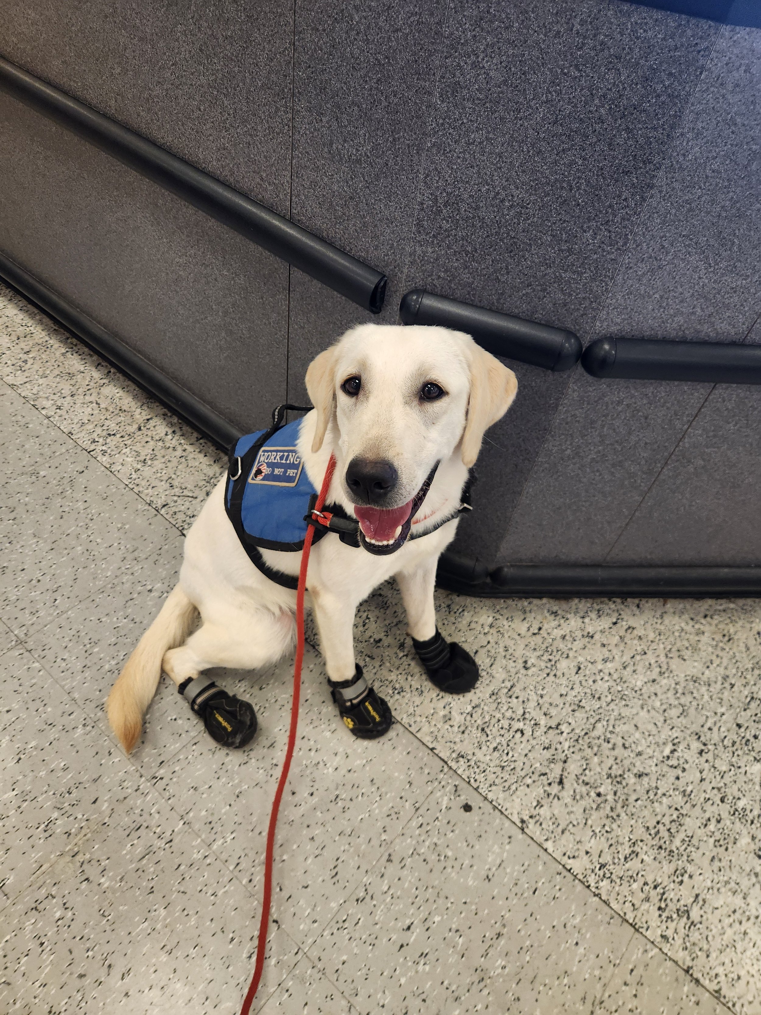 Lily - F Labrador