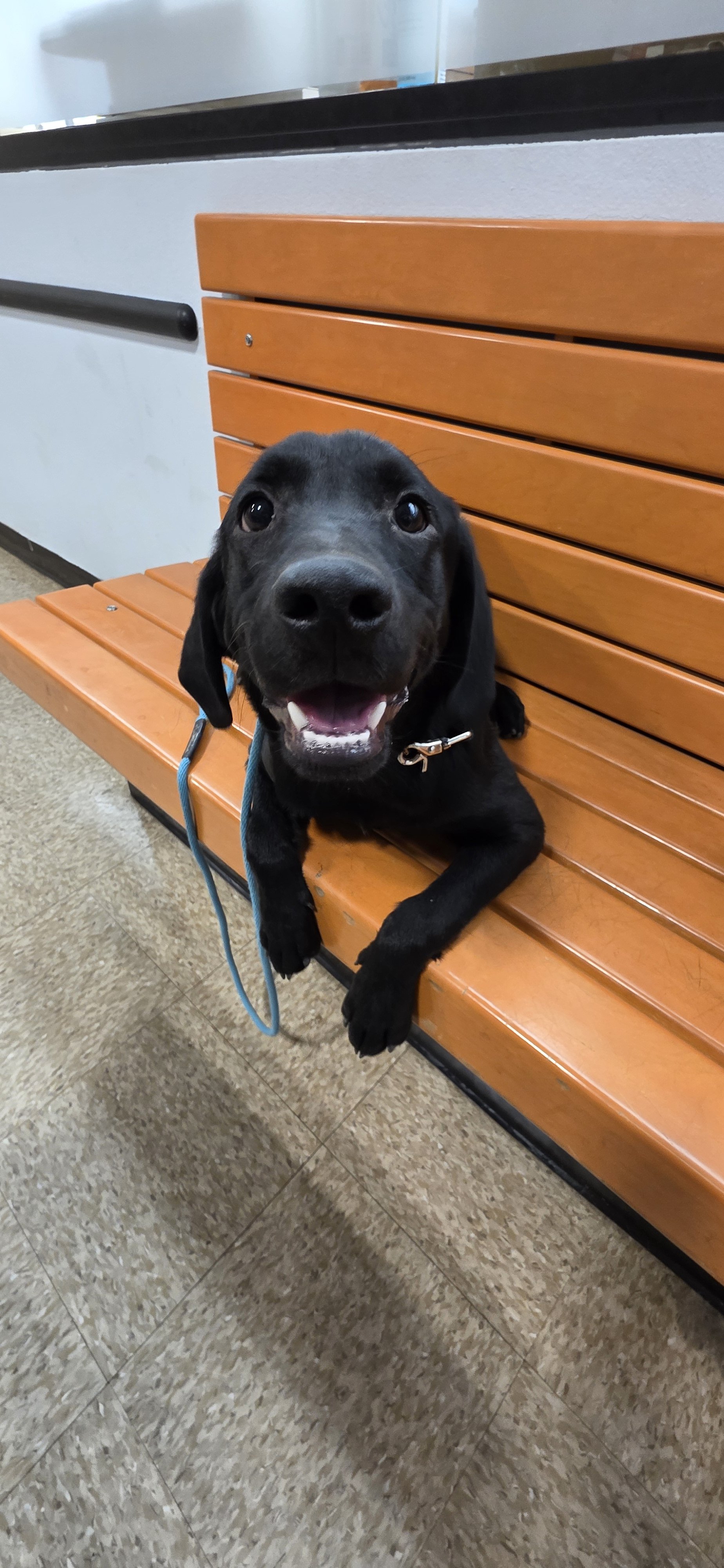 Ace - M Labrador