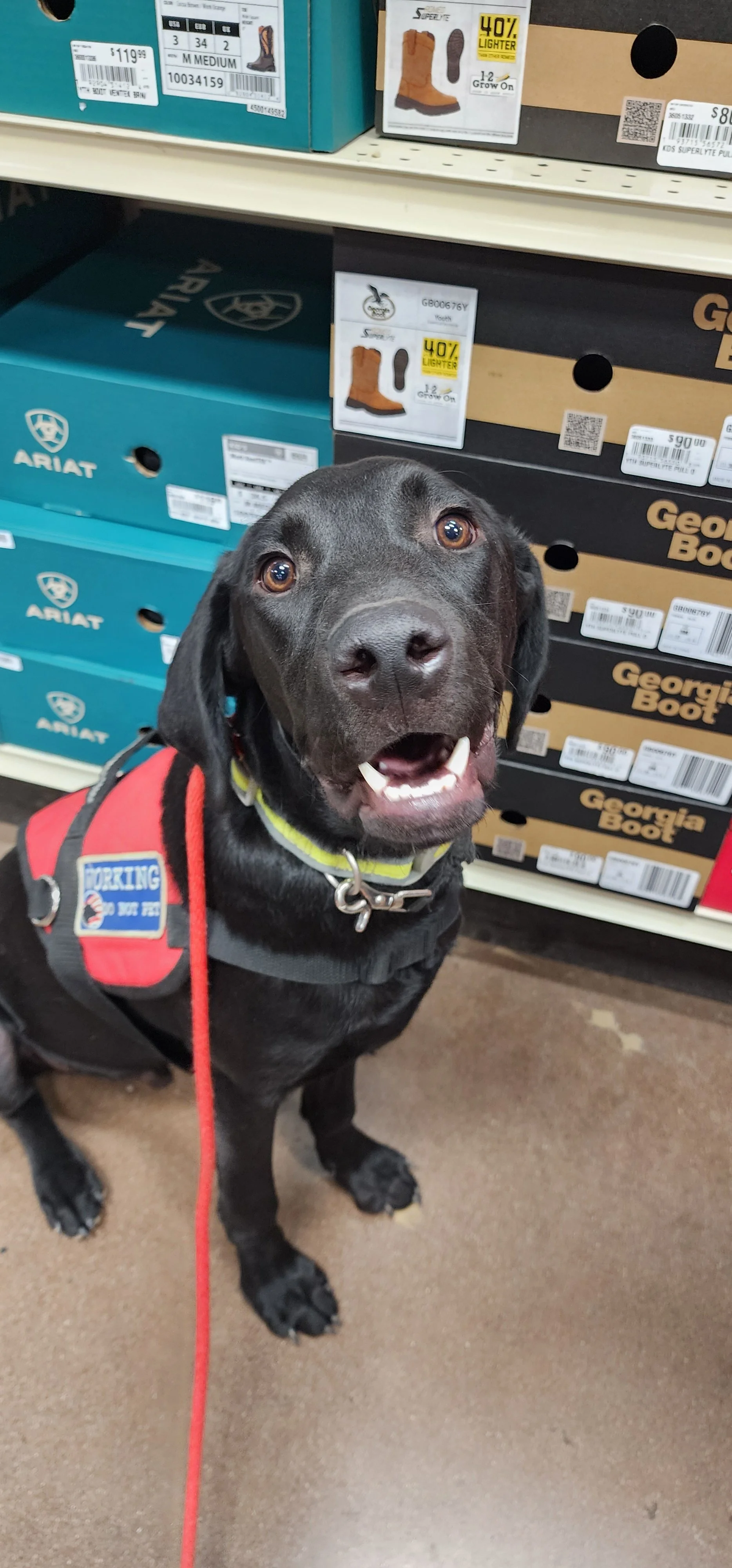 Radar - M Labrador