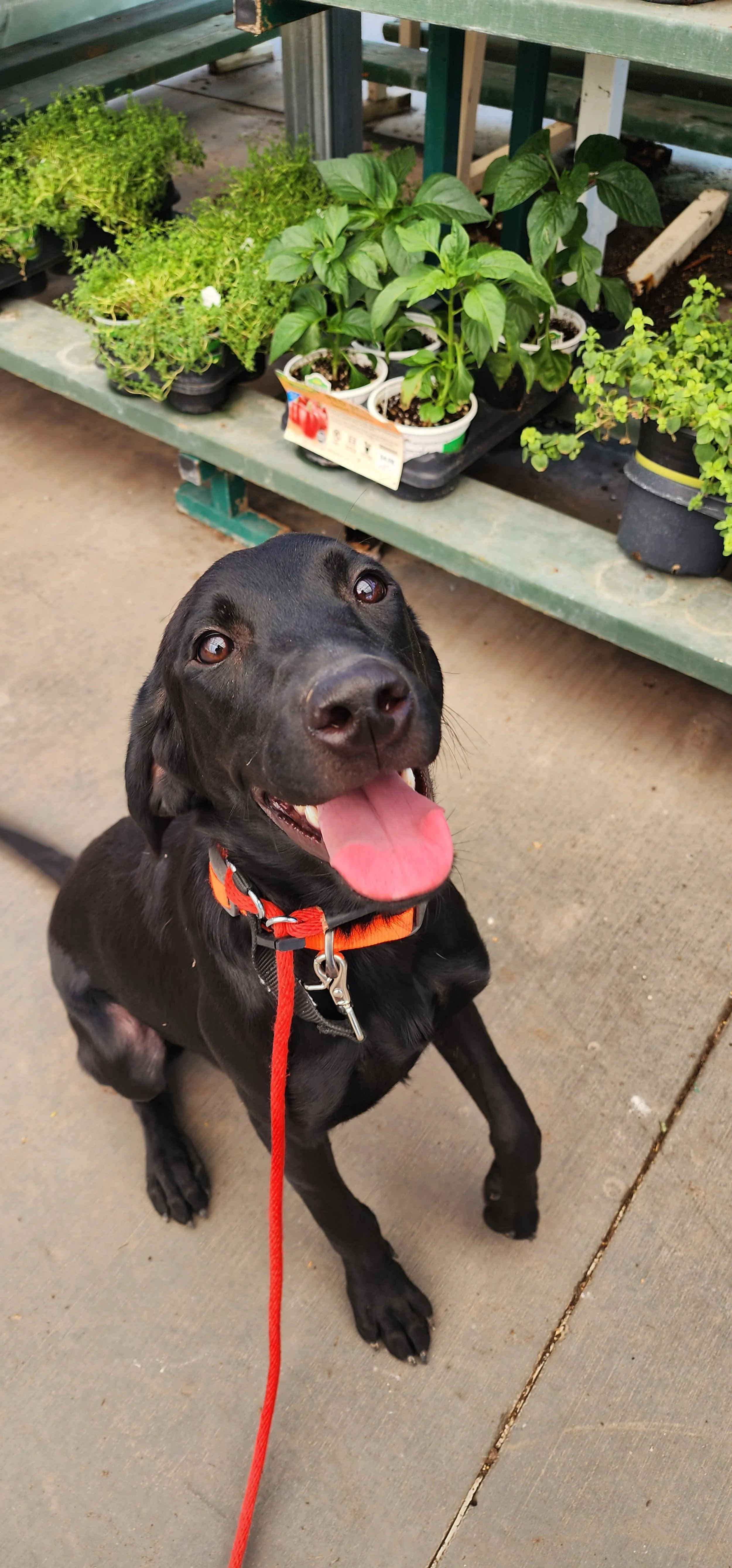 Bronx - M Labrador