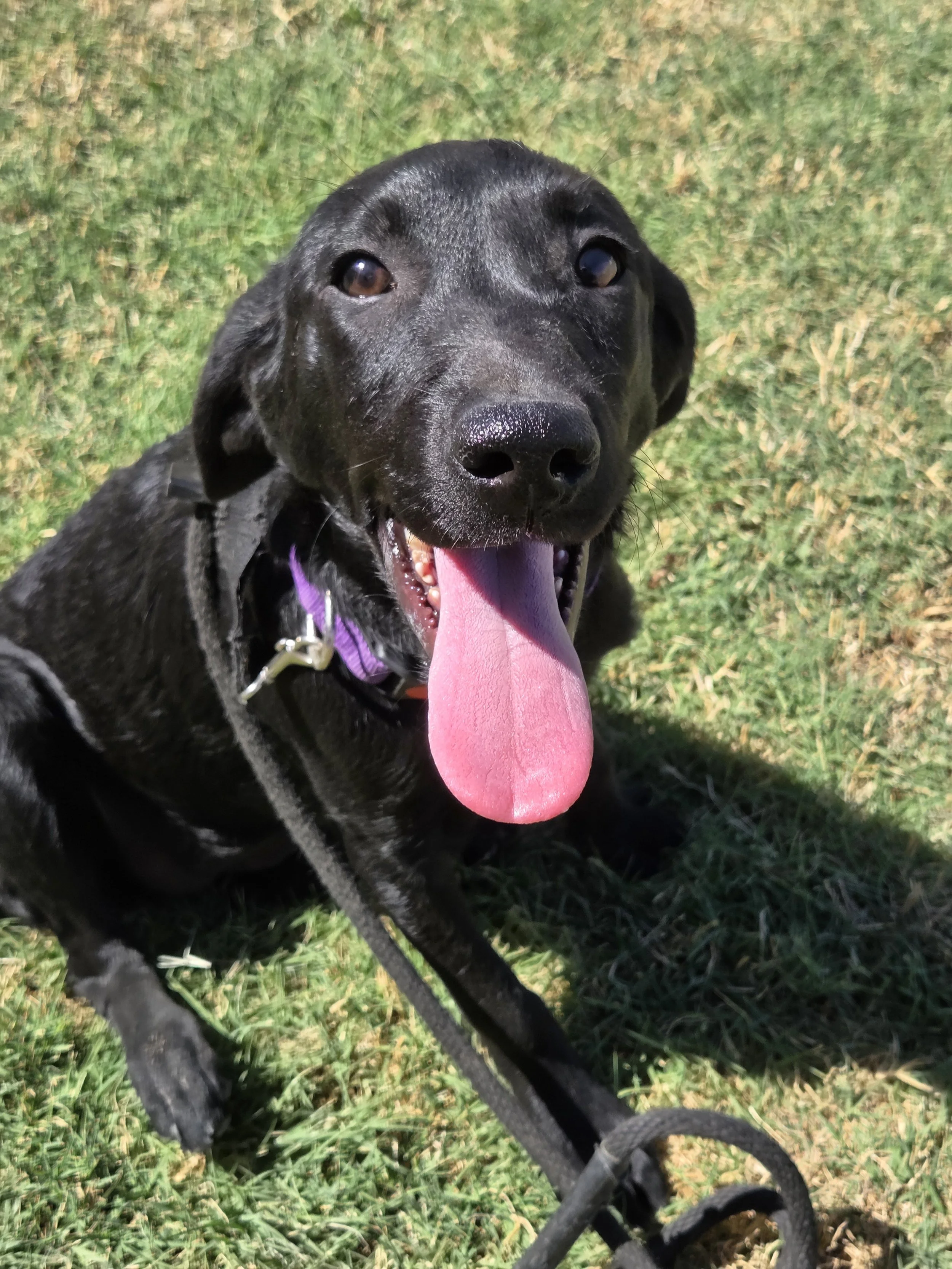 Ruthie - Labrador