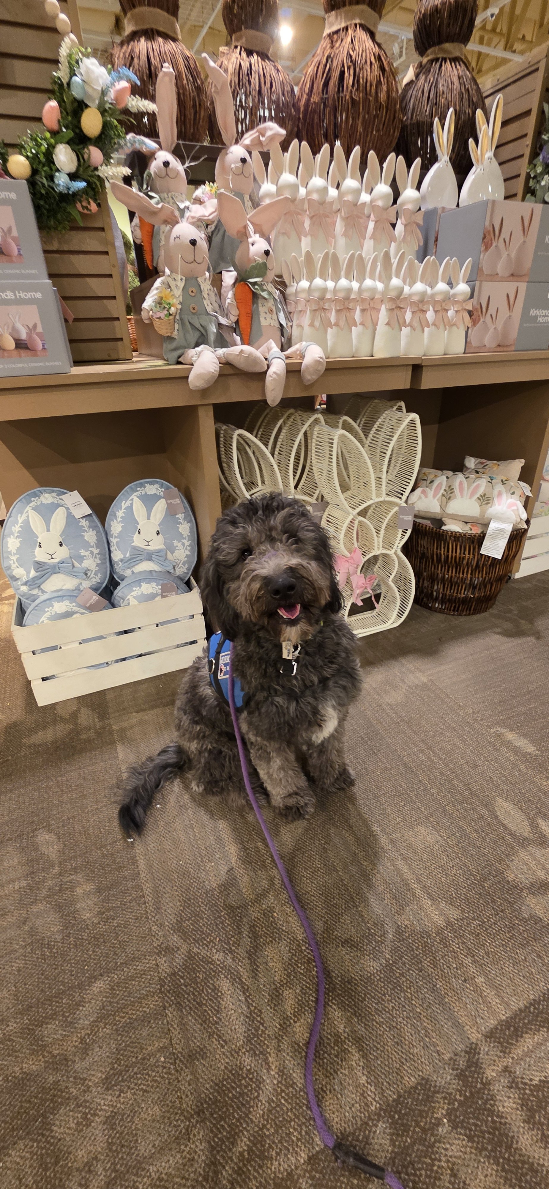 June F Goldendoodle 
