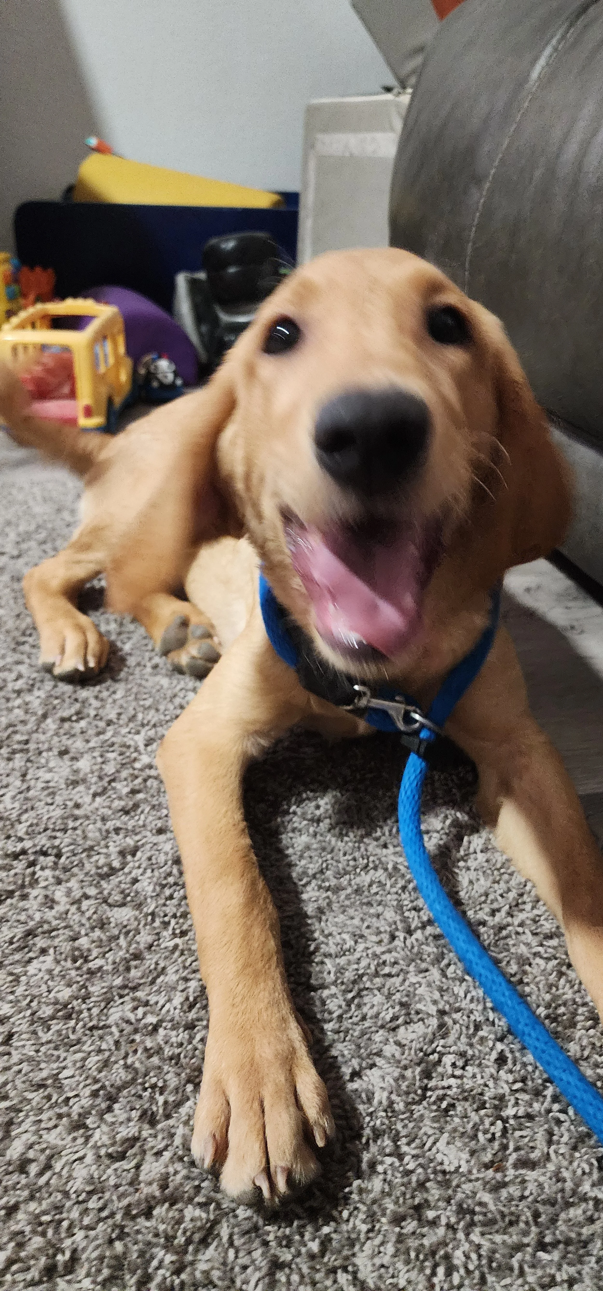 Joe- Male Labrador
