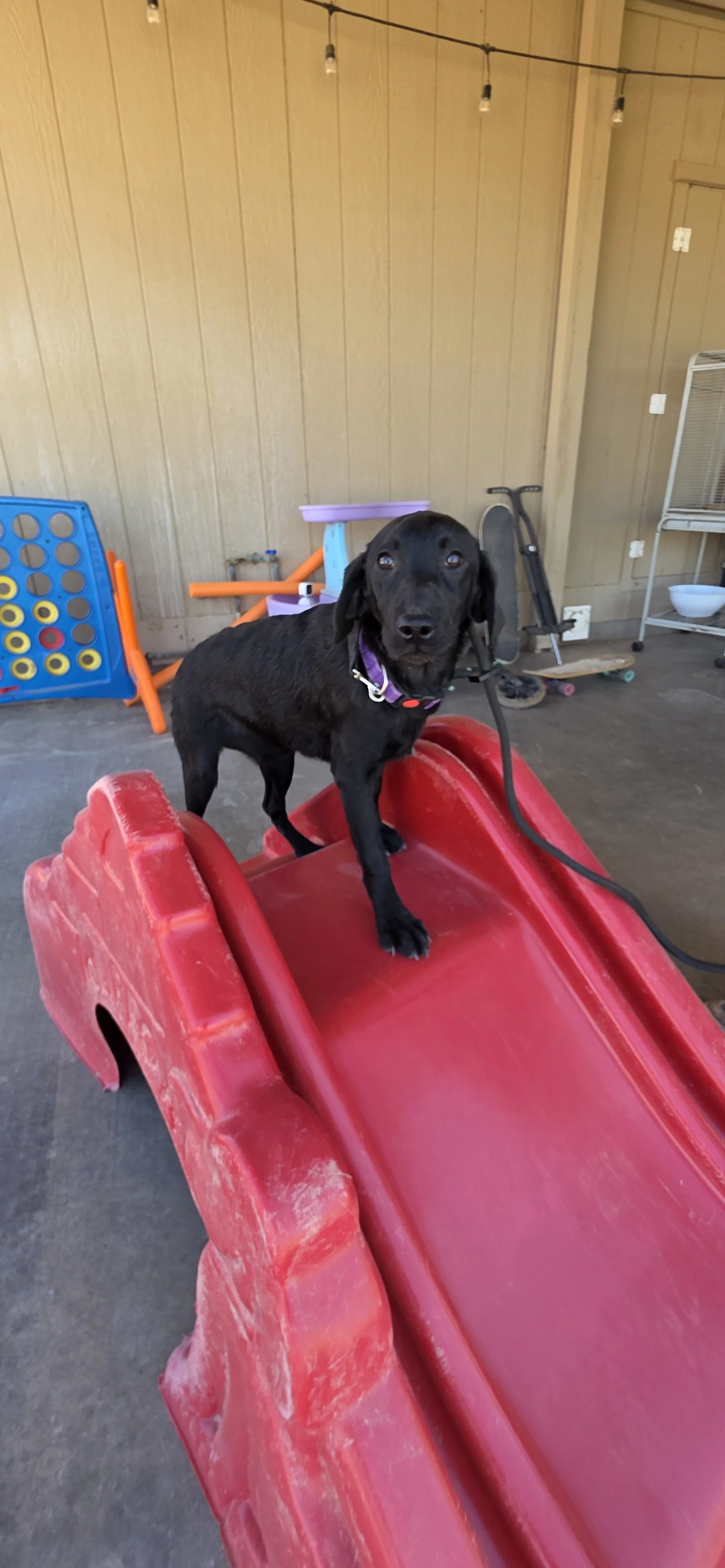 Ruthie - Labrador