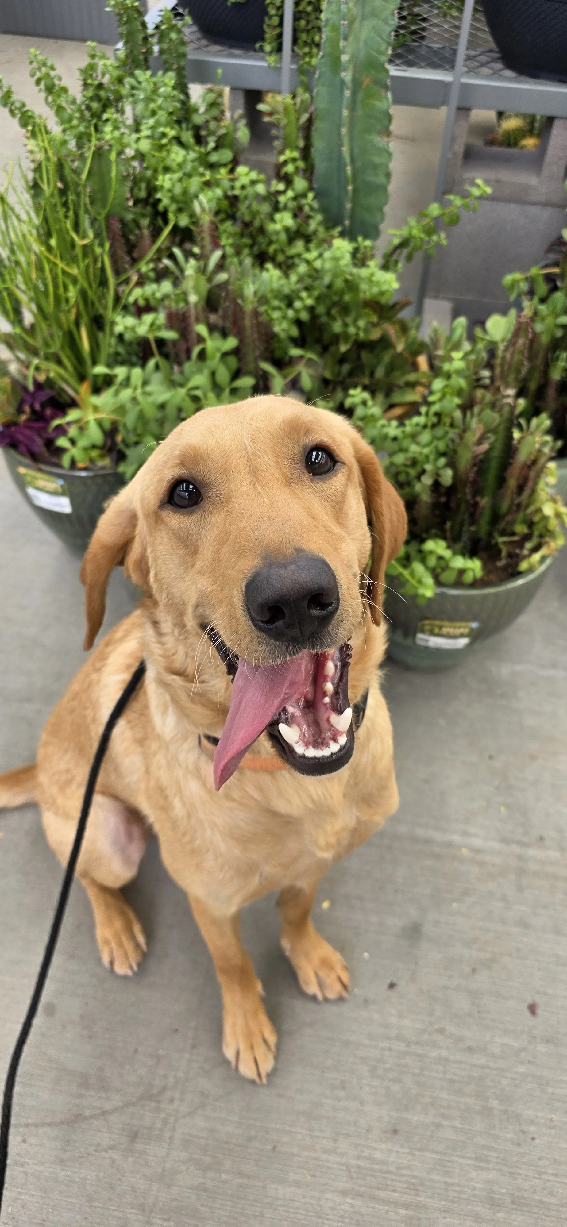 Joe-  Male Labrador