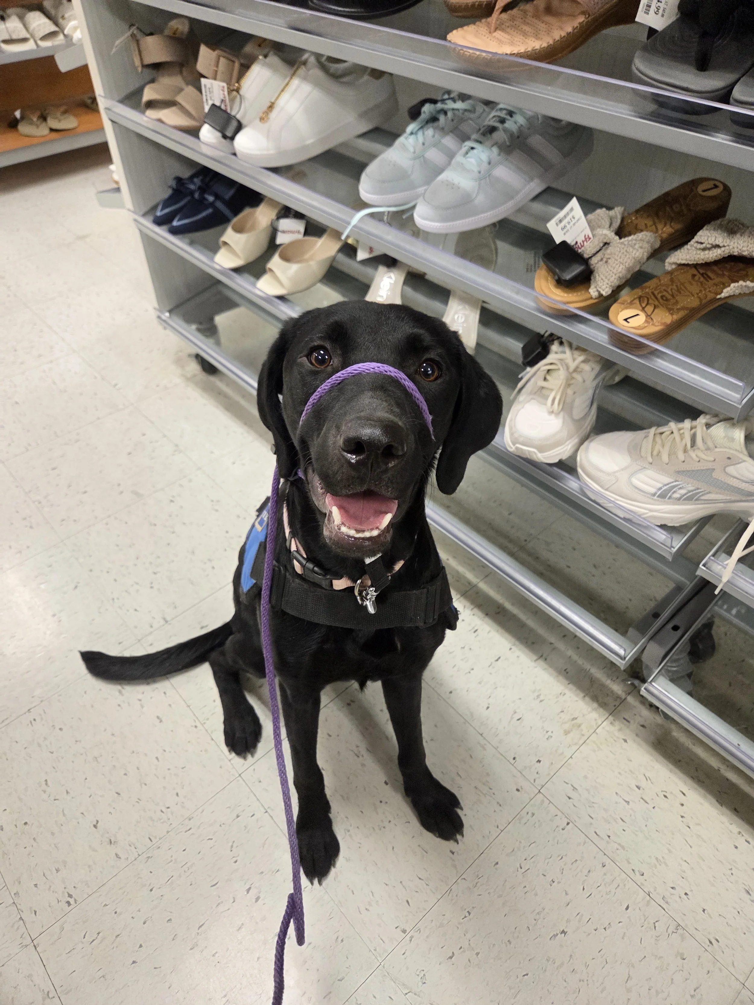 Brook - F Labrador