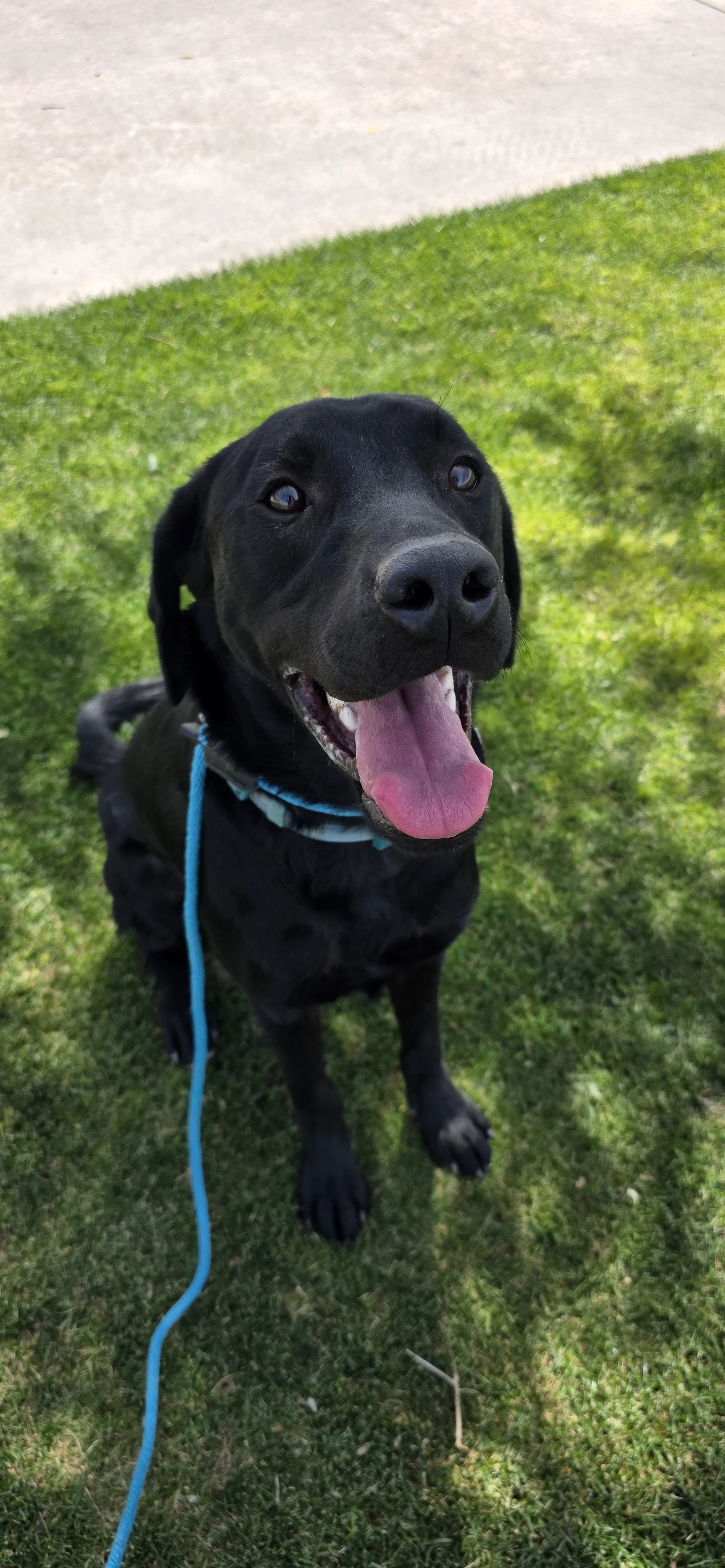 Ozzie - M Labrador