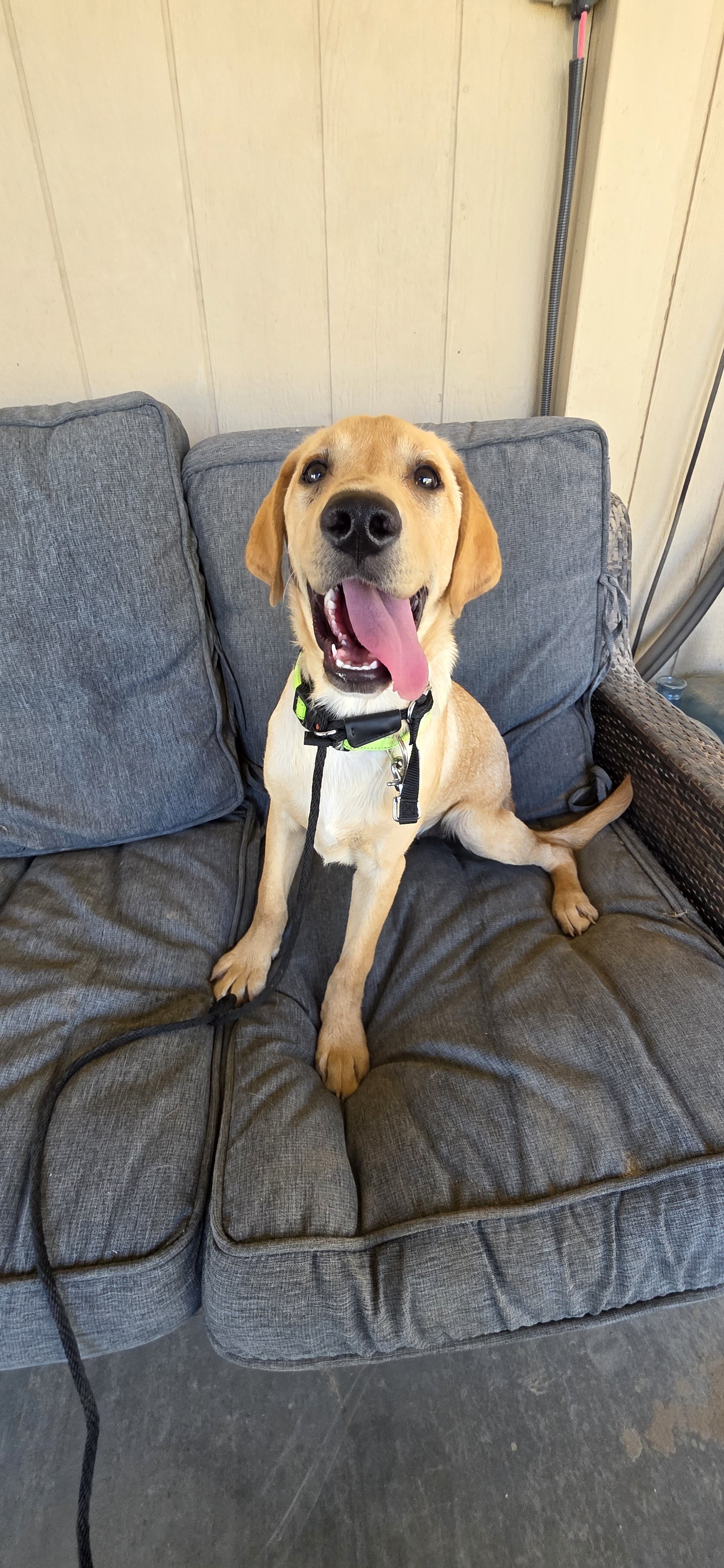 Kip - Labrador