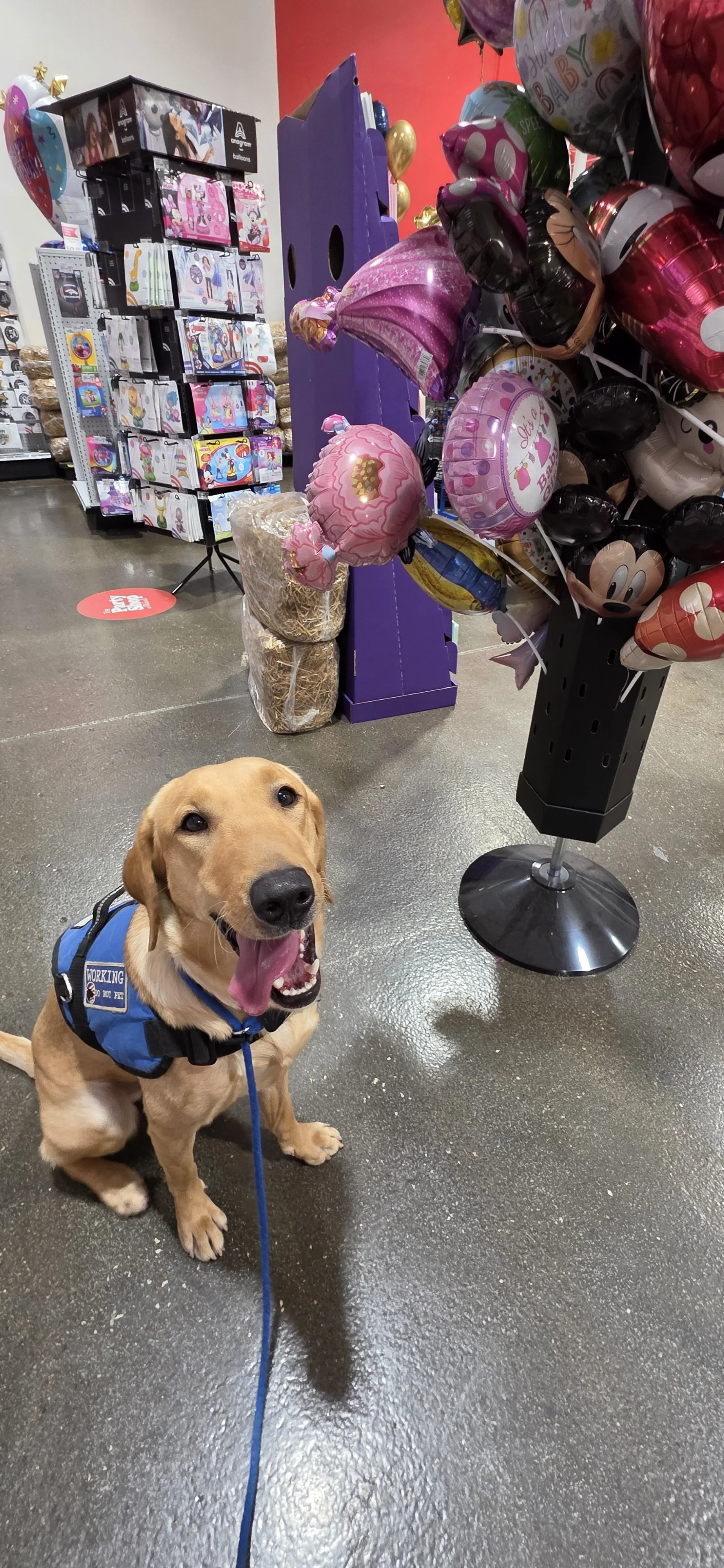 Buddy - Male Labrador