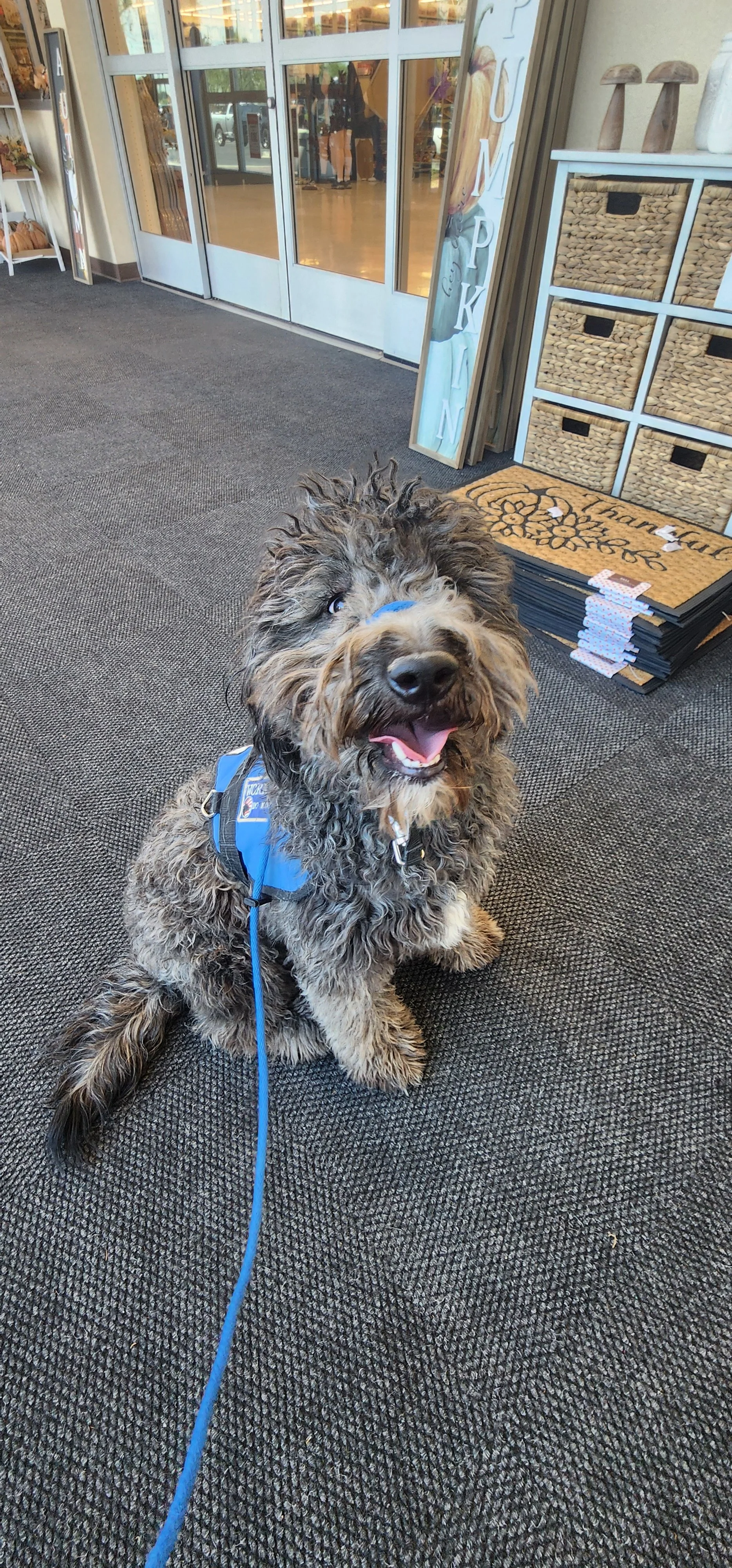 June F Goldendoodle 