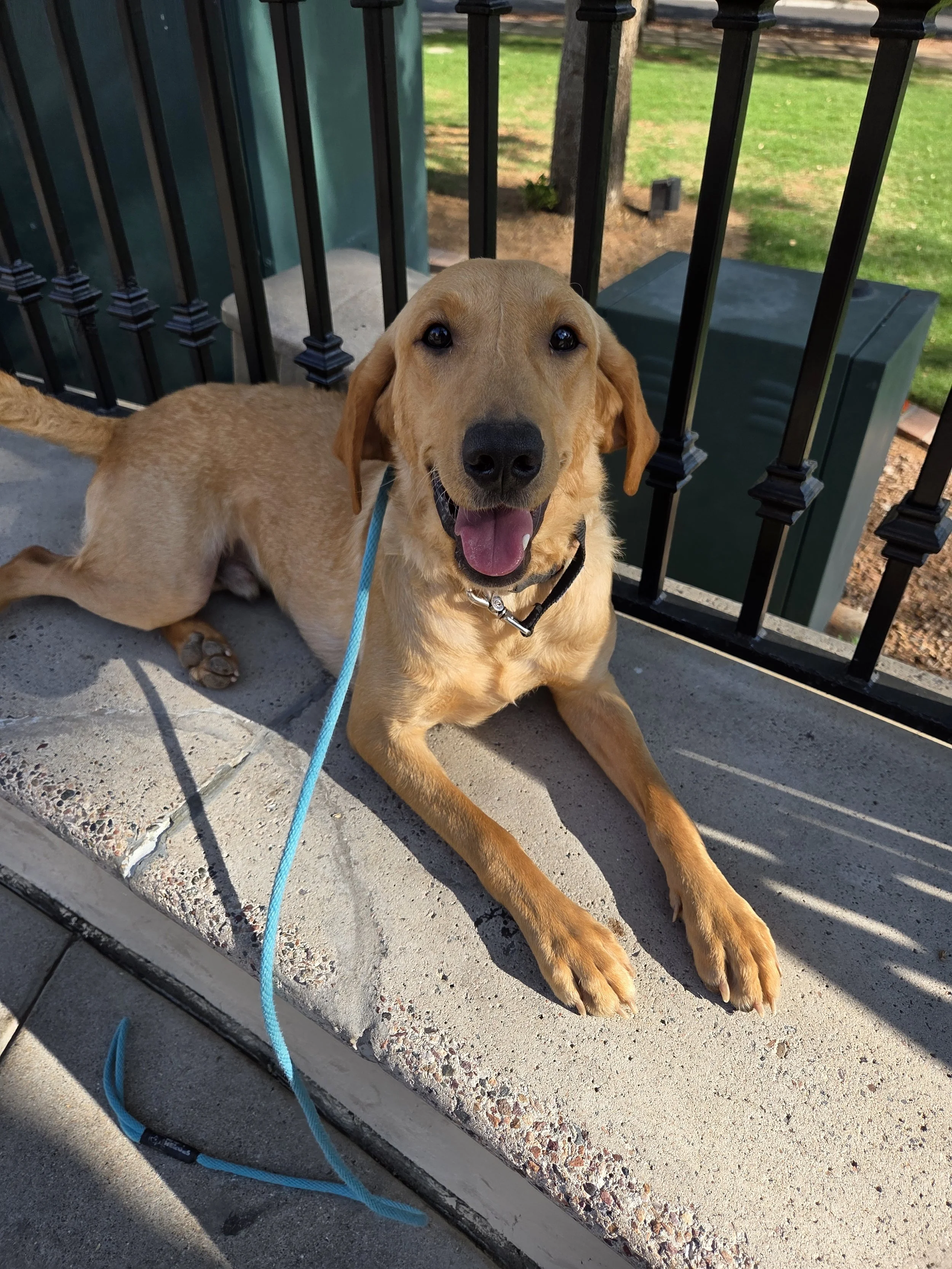 Joe-  Male Labrador