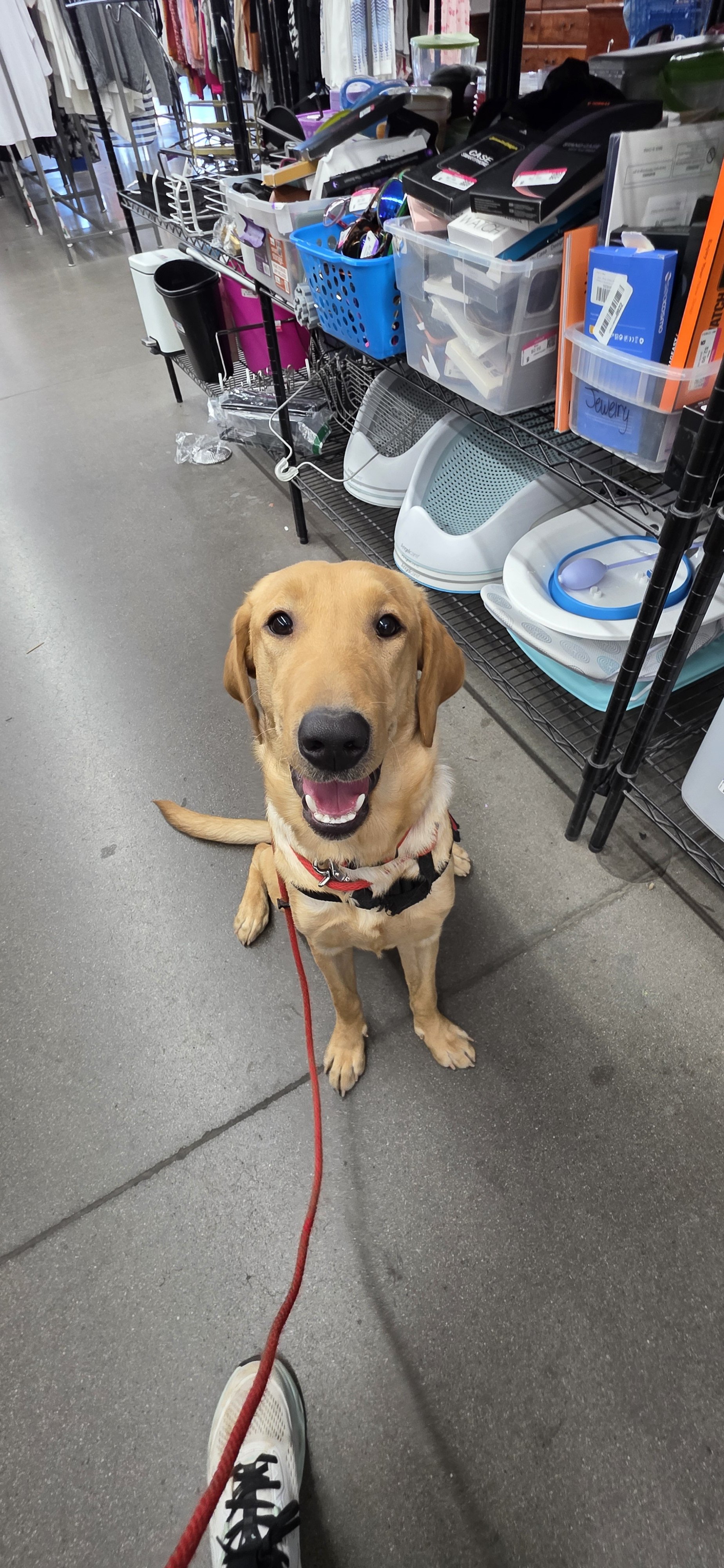 Buddy - Male Labrador
