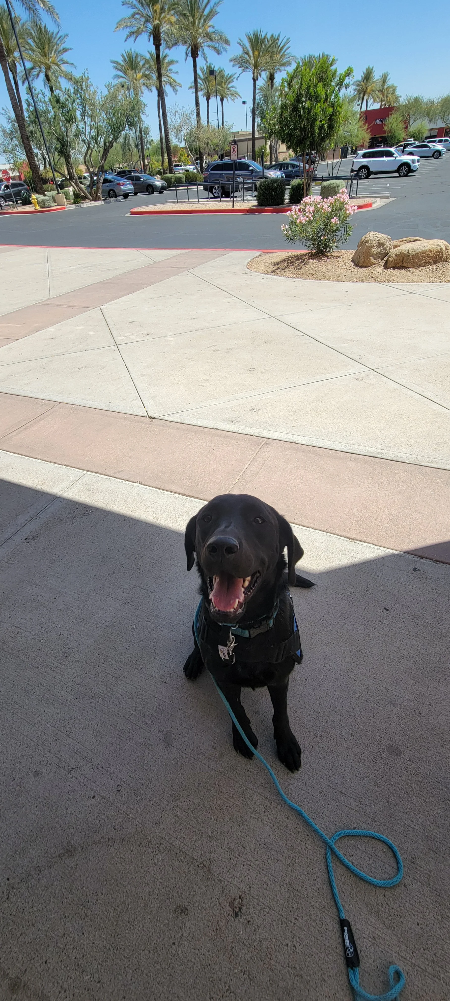 Ranger - Male Labrador