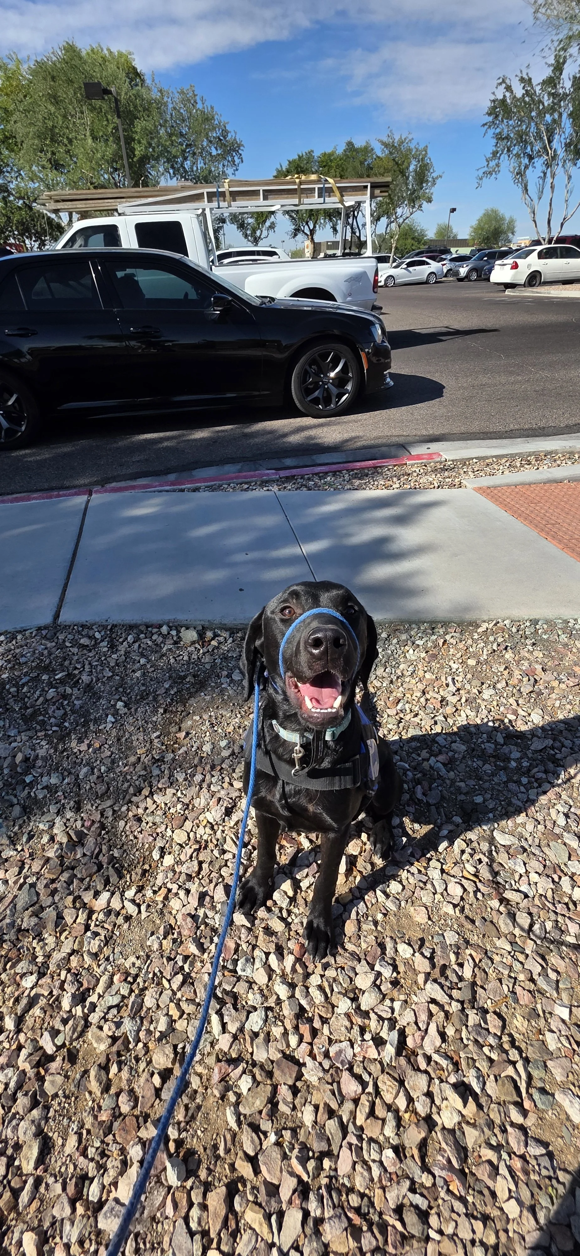 Ozzie - M Labrador