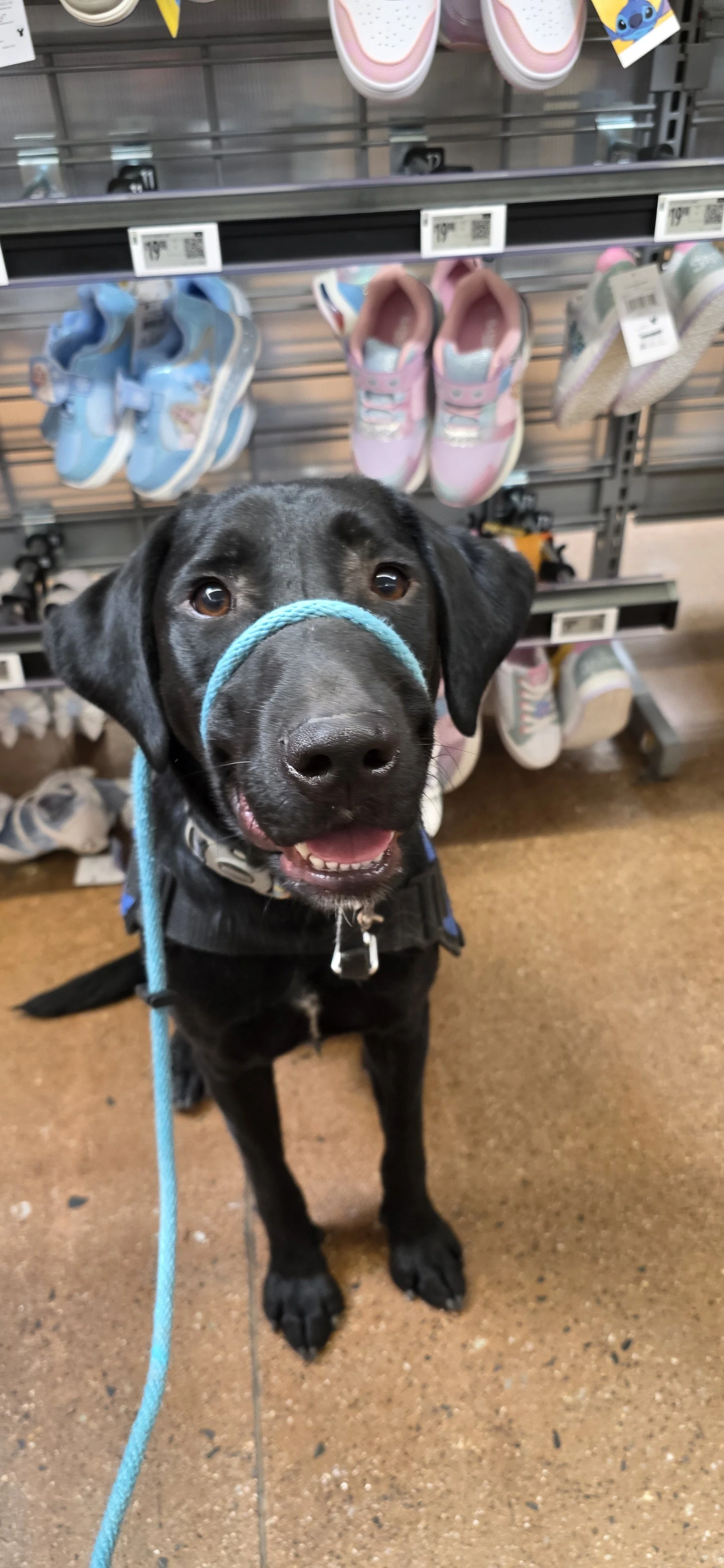 Austin - M Labrador