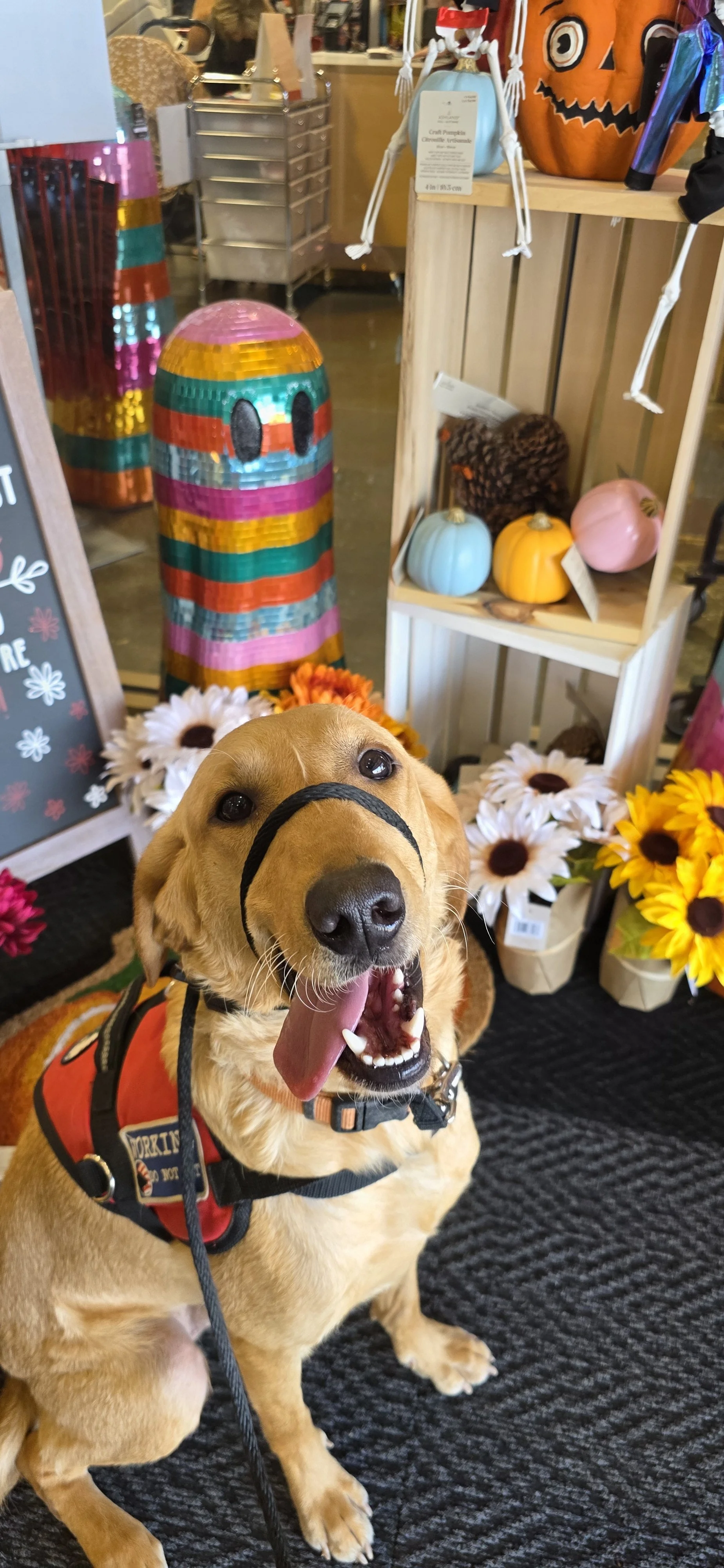 Joe-  Male Labrador